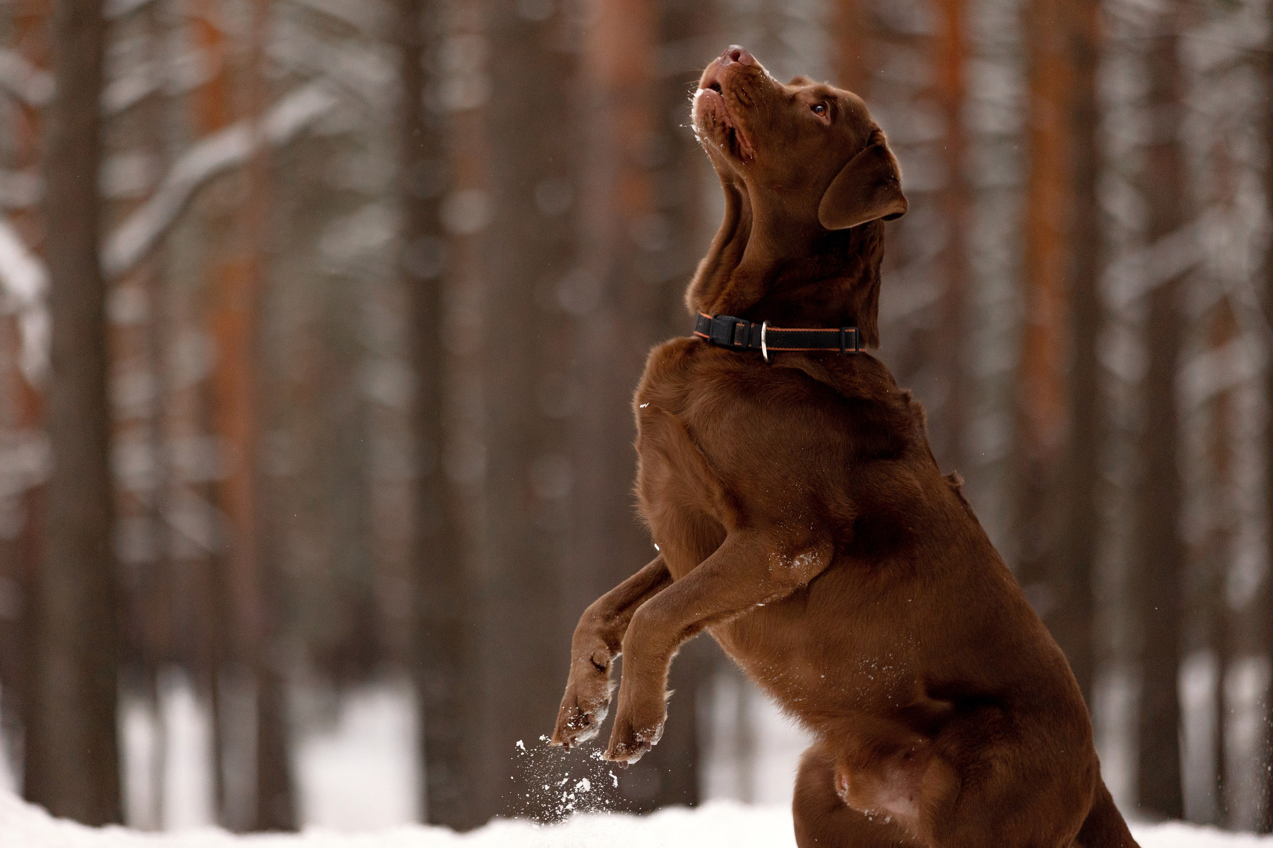 Собаки. Конный фотограф Валынкина Лера