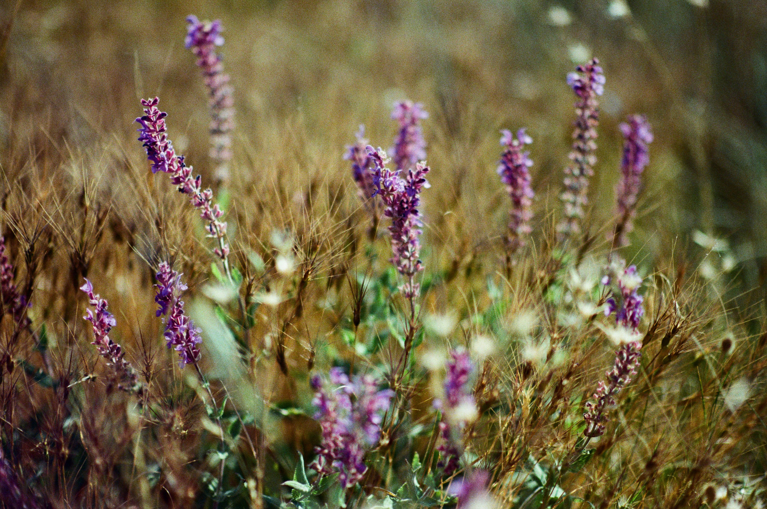 Silver strings // ukraine, crimea VII. EVER EXPOSED