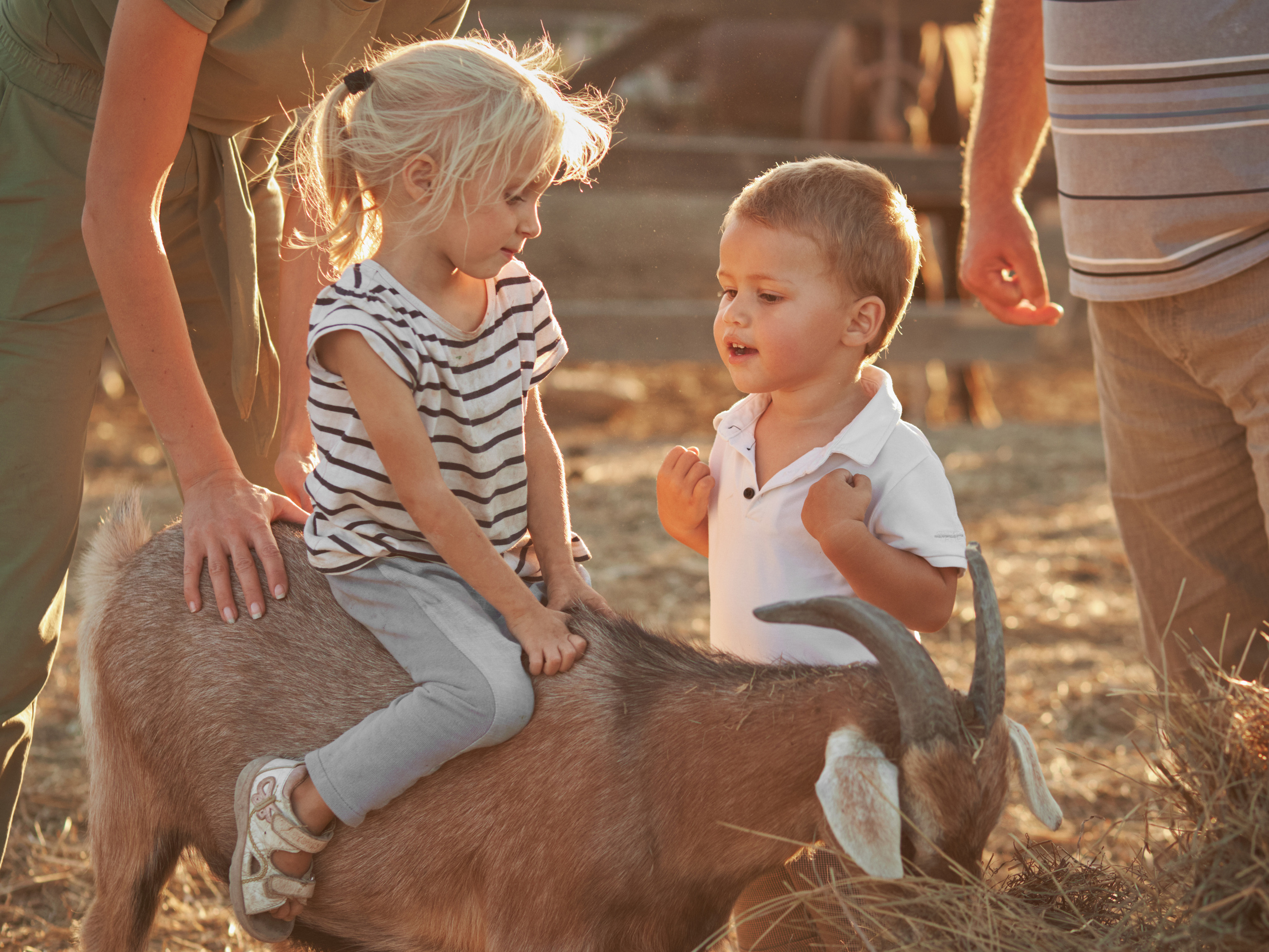 Девочка сидит верхом на козе и смотрит на мальчика