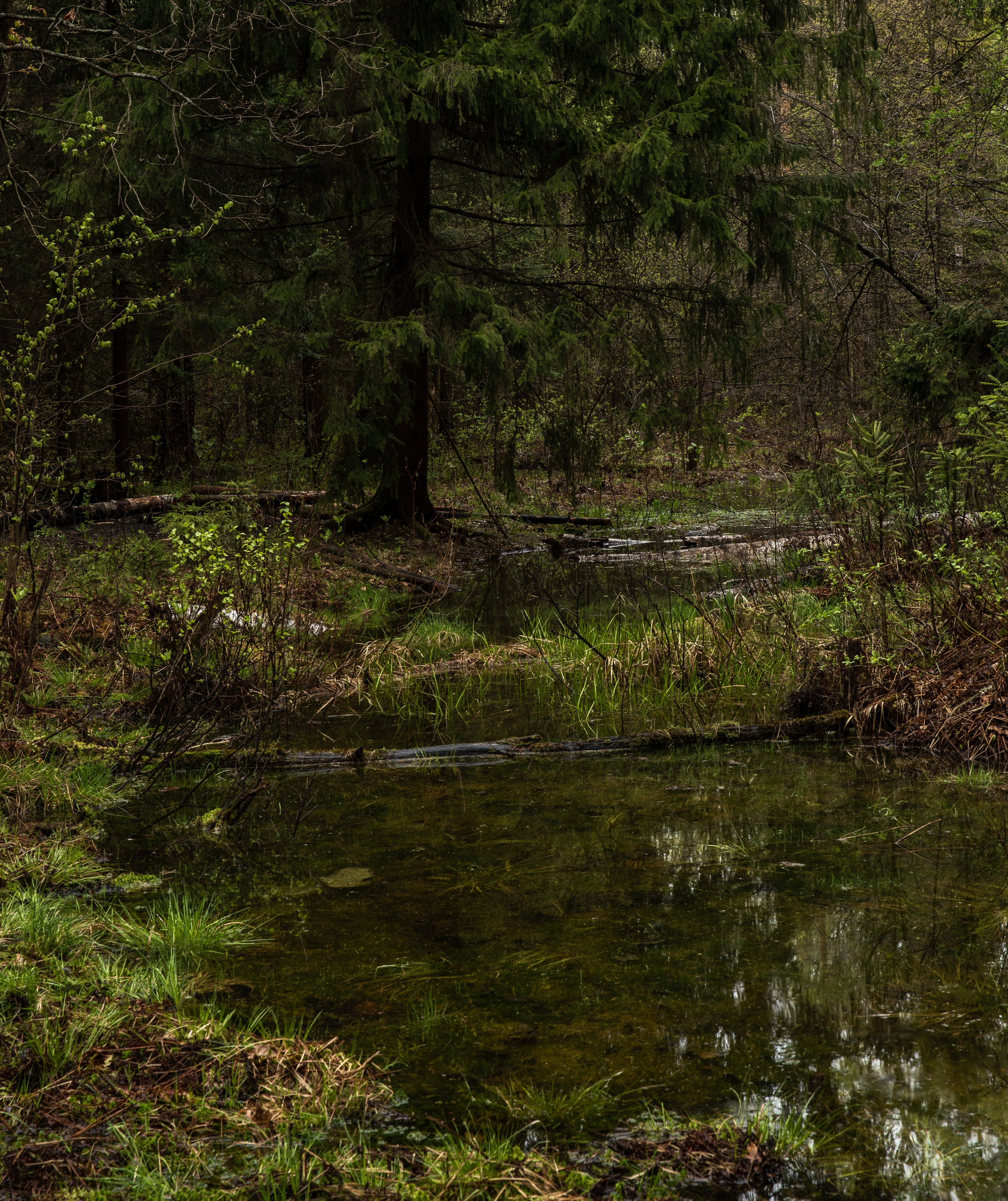 Лосиный остров, май 2023. Фотографии