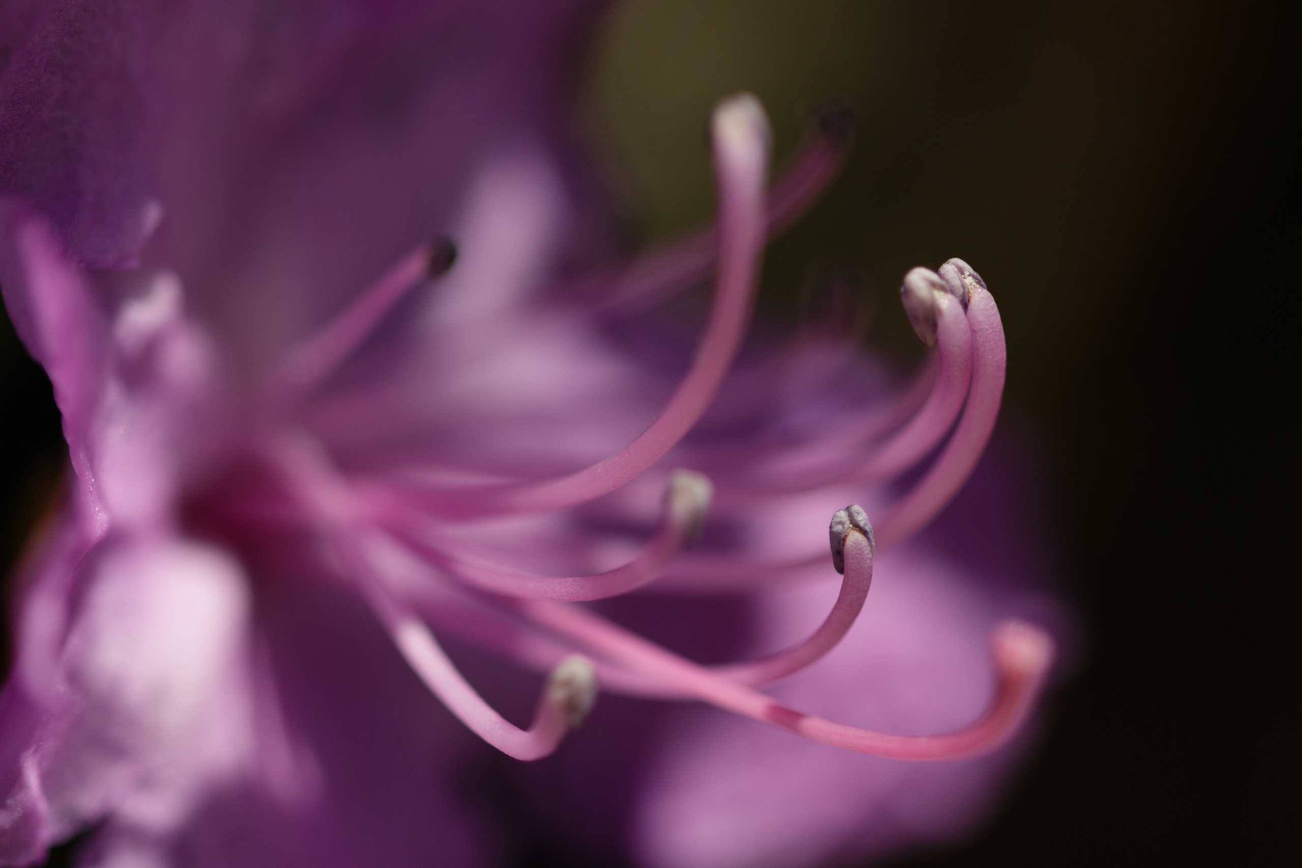 Горный Алтай. Фотограф Кирилл Мешков Кемерово