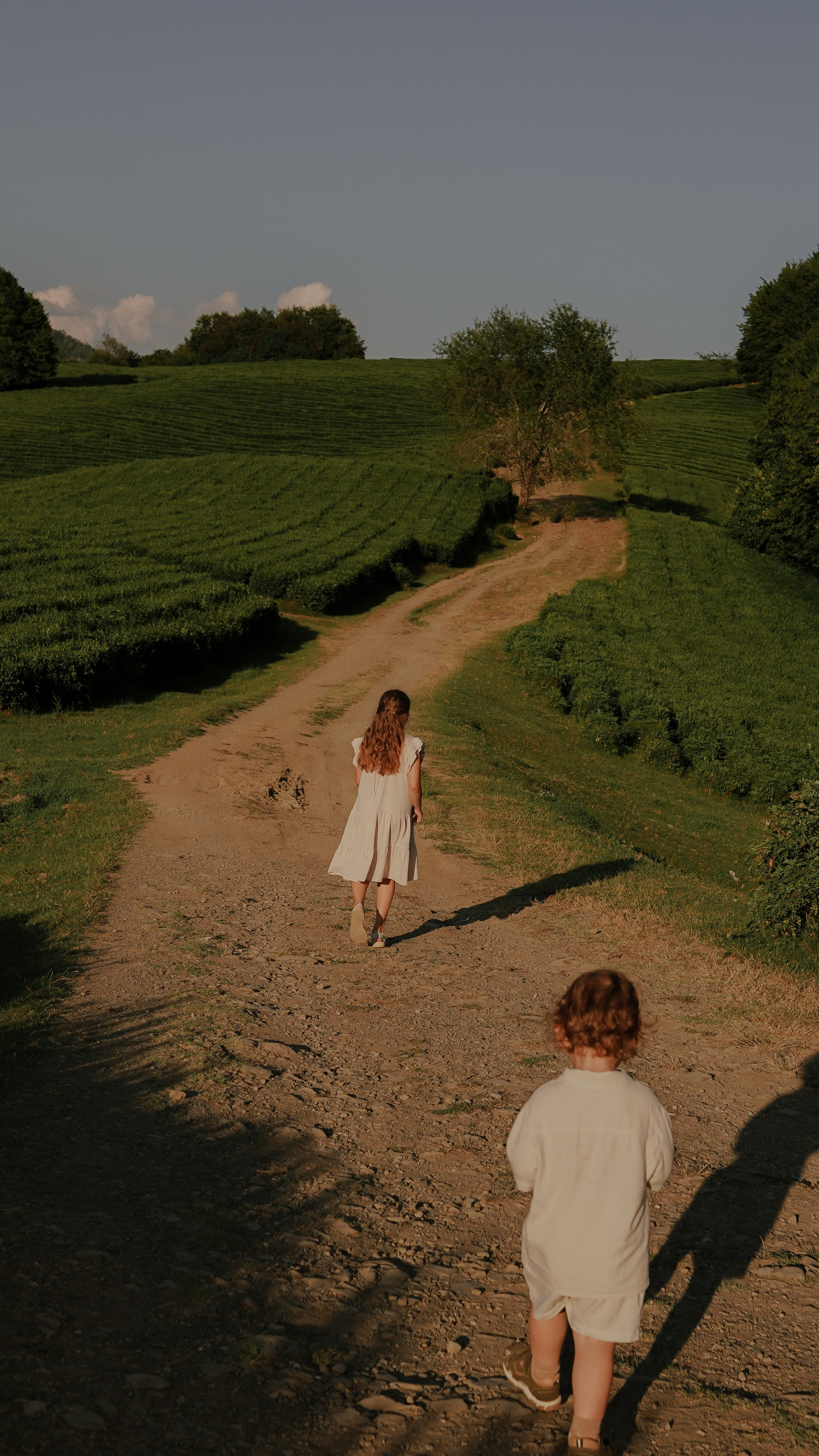 Чайные плантации. Милана Довгаль - семейный фотограф и видеограф  в Адлере и Сочи