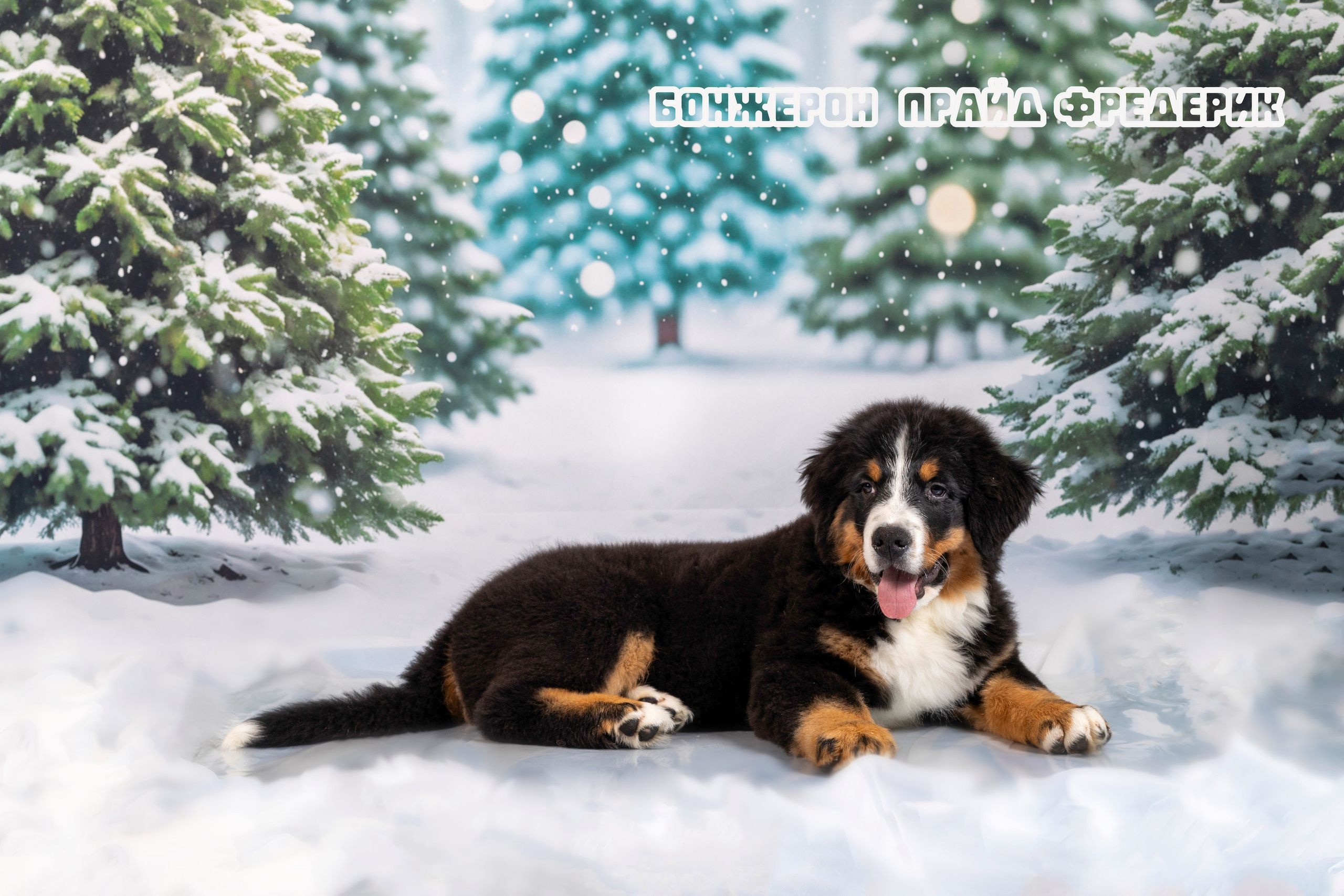 Бонжерон прайд. Фотограф 📸 семейный, предметный, репортажный