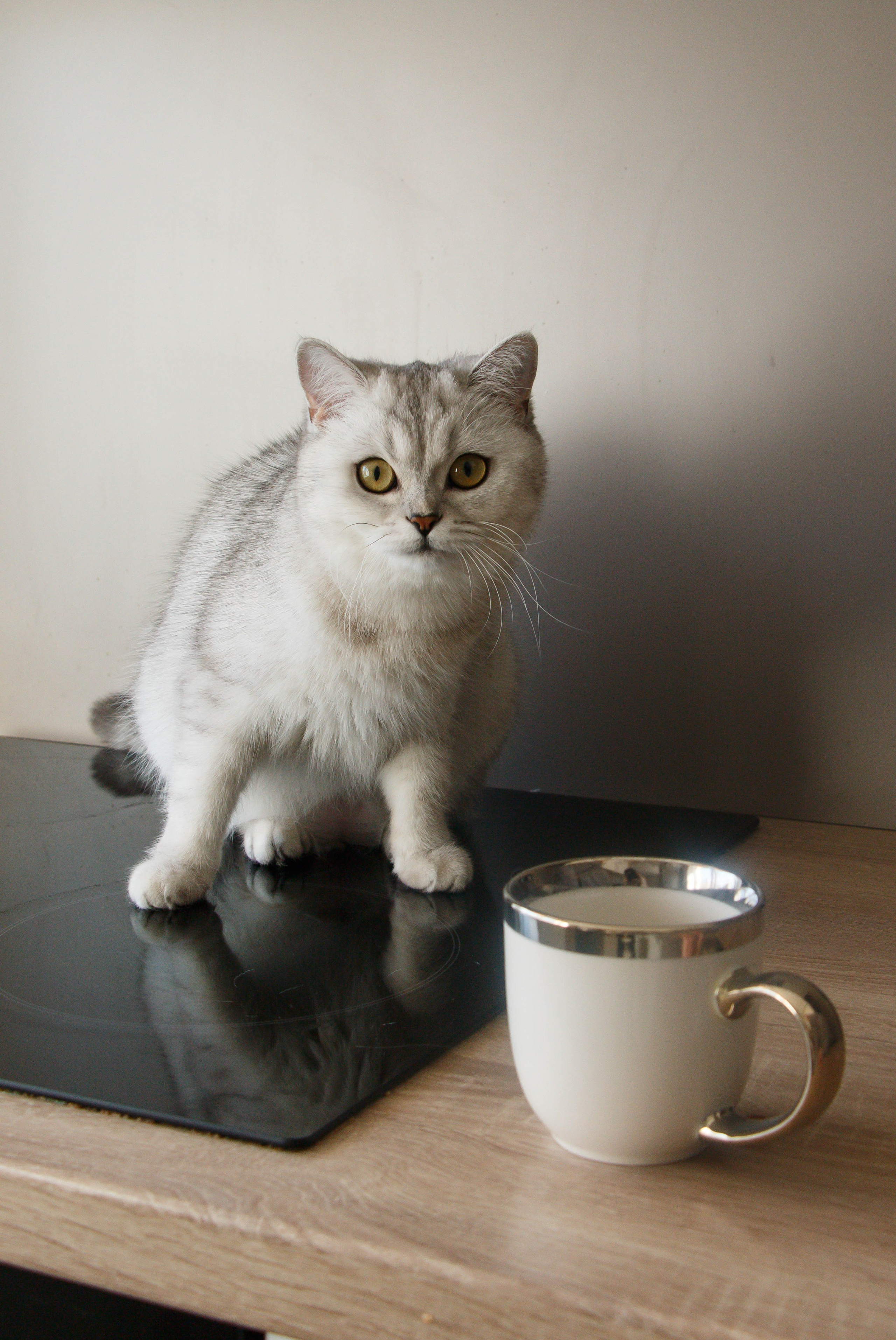 NASTYA & KITTI. Бережно сохраняю ваши чувства и истории на своих фотографиях