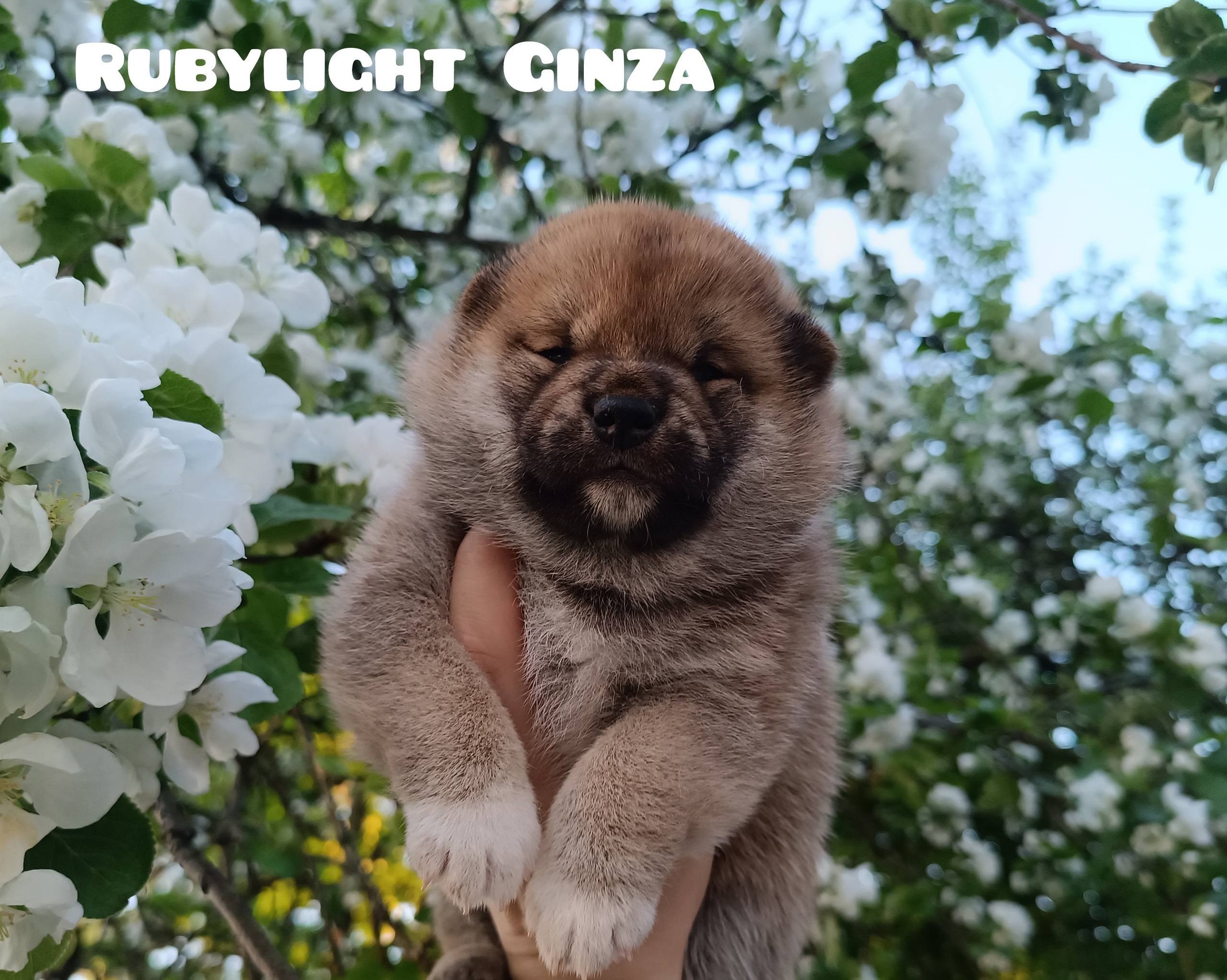 сиба питомник Рубилайт щенки на продажу rubylight  сиба щенки купить СПб Санкт-Петербург 