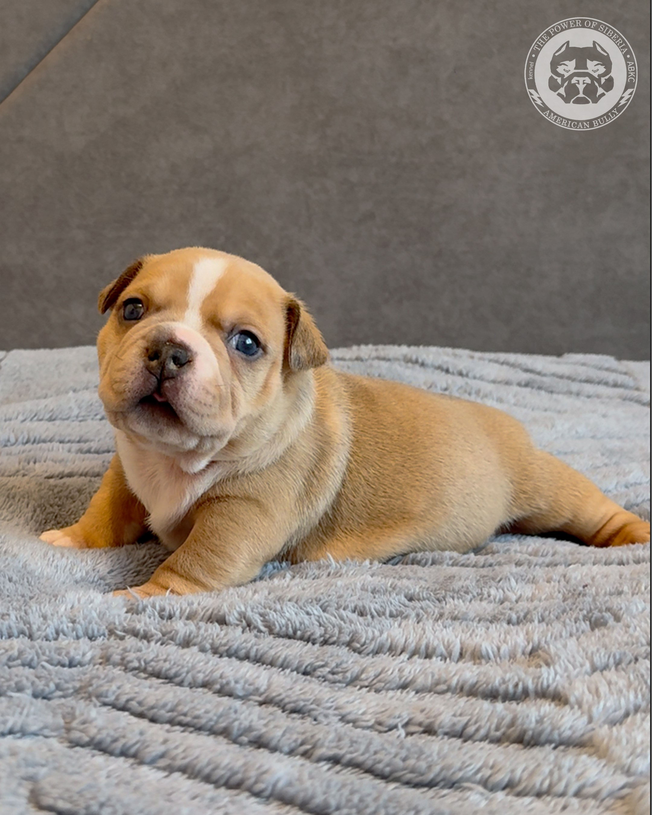 Свободные щенки Американский Булли, в типах покет, классик, стандарт. Американский Булли в г. Ростов-на-Дону. Питомник THE POWER OF SIBERIA