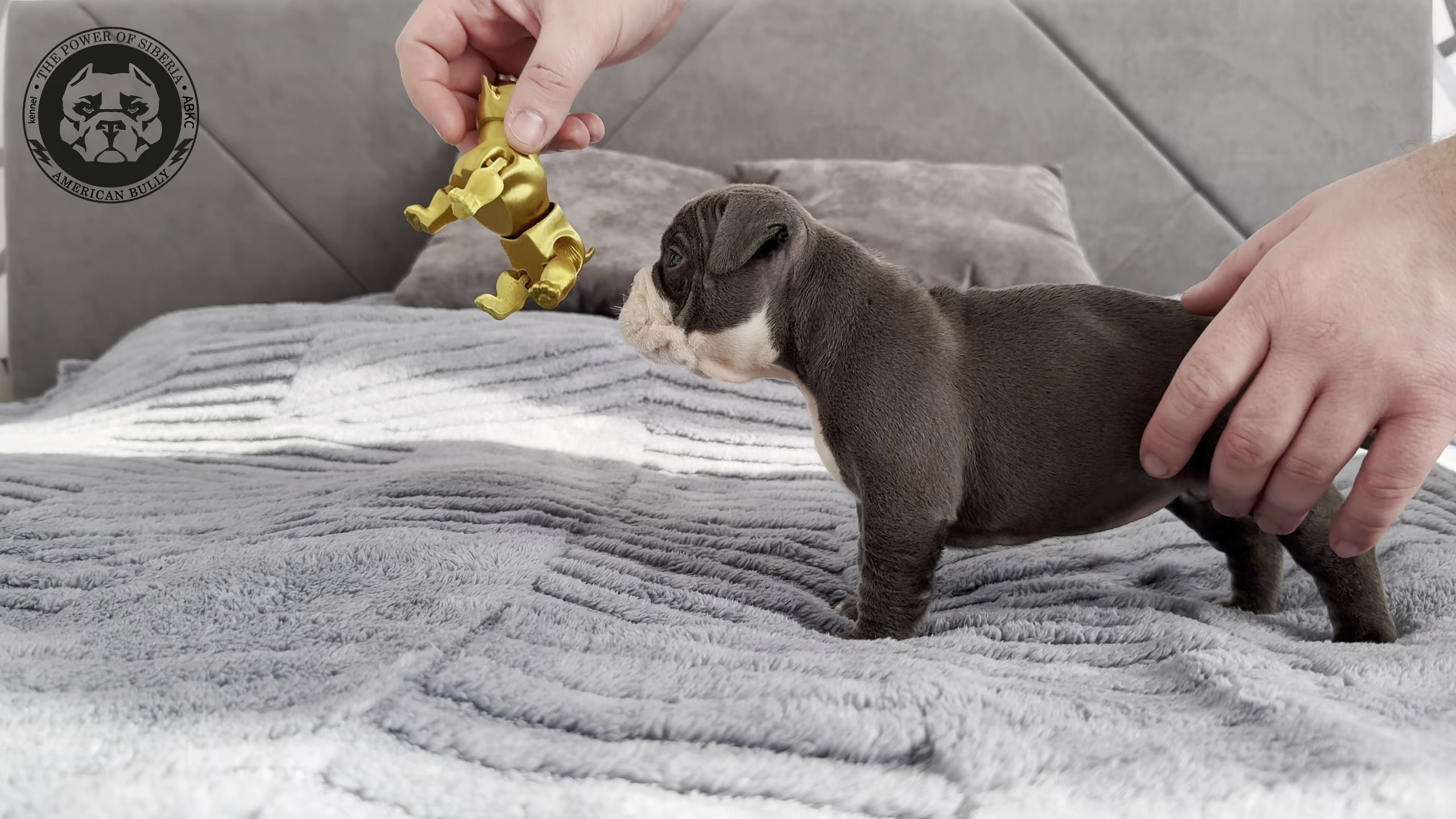 Свободные щенки Американский Булли стандарт и Свободные щенки Американский Булли классик. Американский Булли в г. Ростов-на-Дону. Питомник THE POWER OF SIBERIA