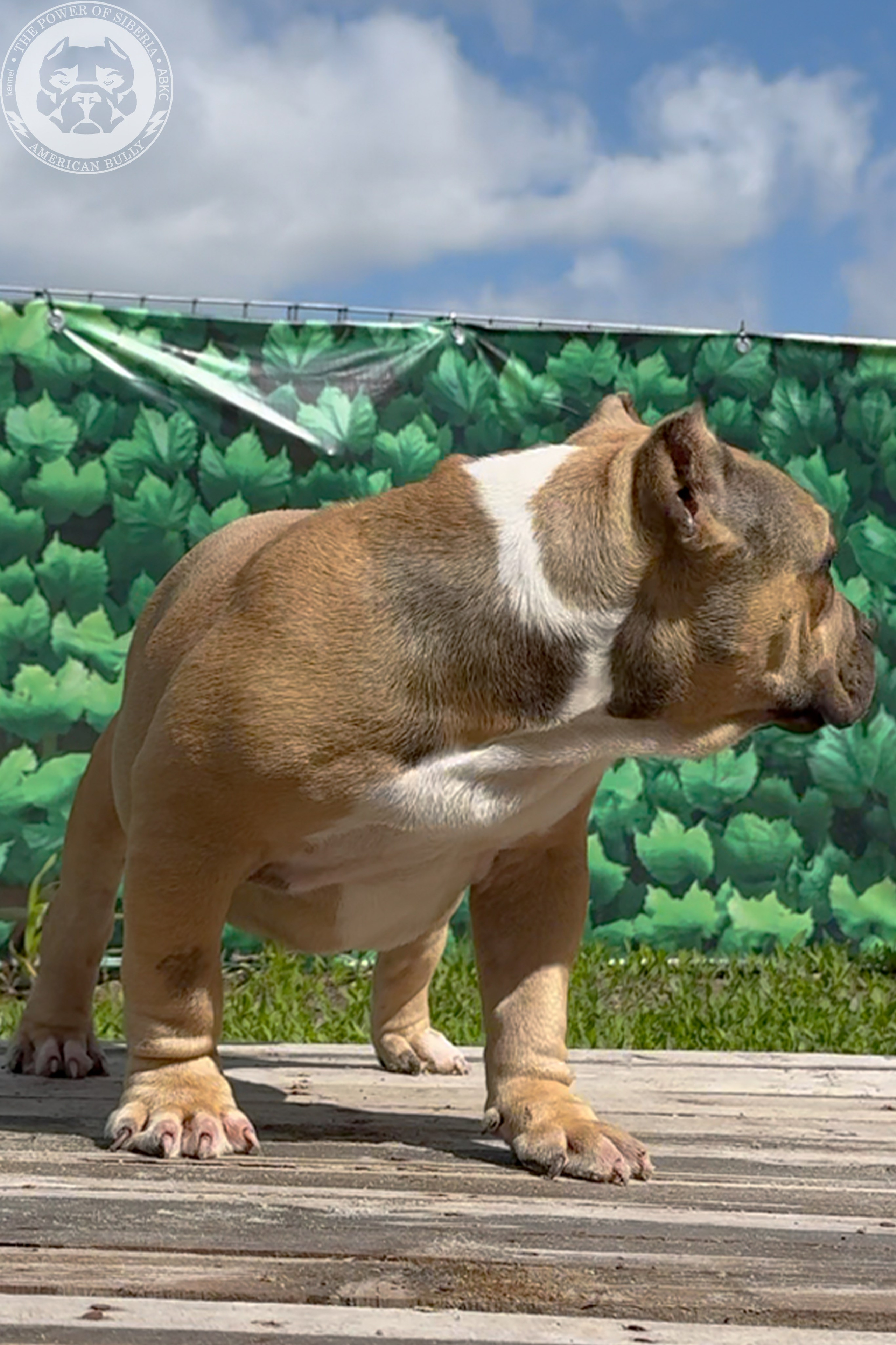 22.11.25 Тагира-Каспер. Американский Булли в г. Ростов-на-Дону. Питомник THE POWER OF SIBERIA