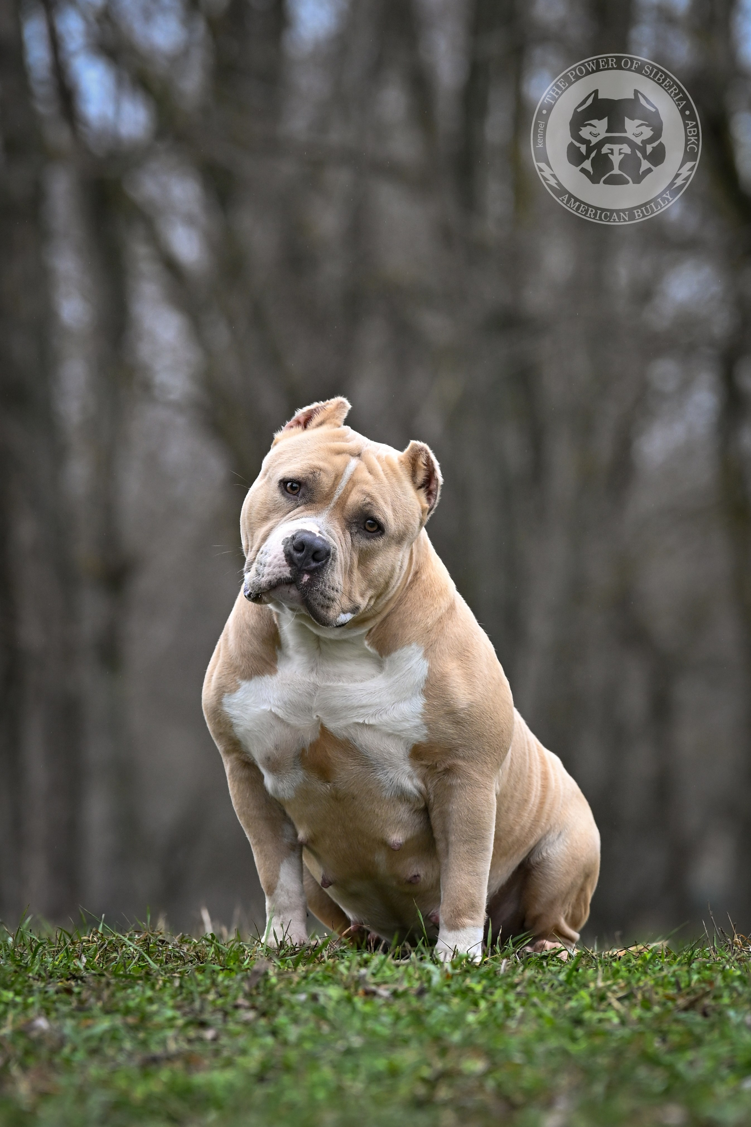 Страница Рокси. Американский Булли в г. Ростов-на-Дону. Питомник THE POWER OF SIBERIA