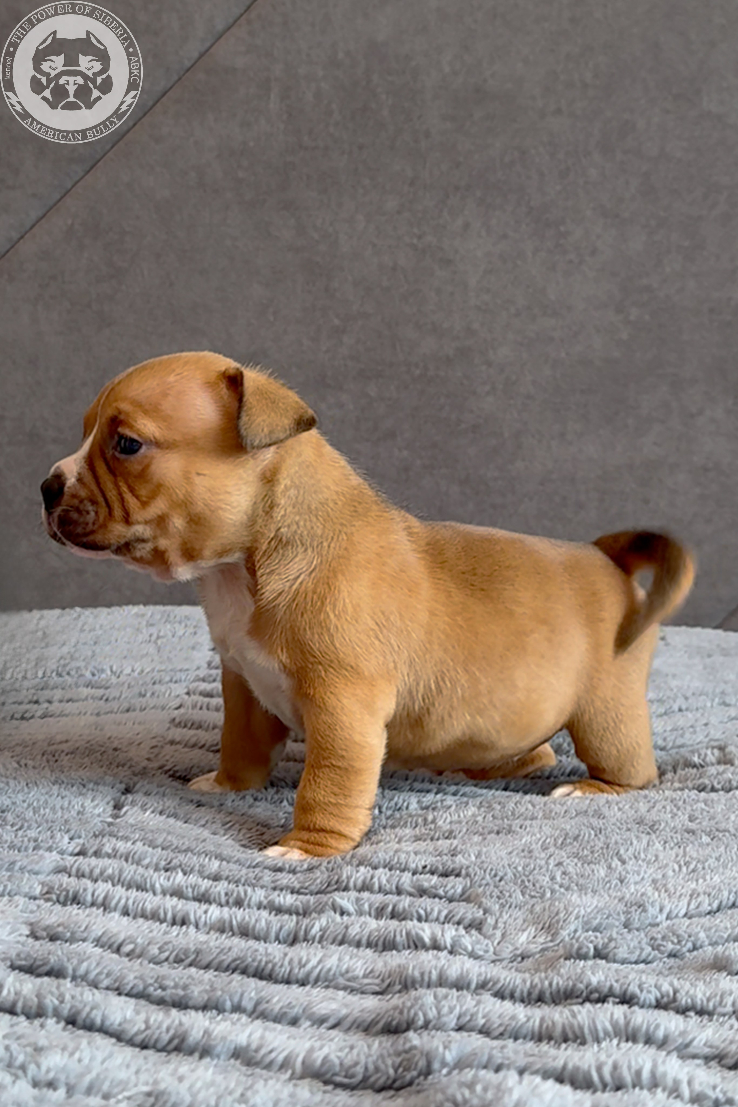 Свободные щенки Американский Булли, в типах покет, классик, стандарт. Американский Булли в г. Ростов-на-Дону. Питомник THE POWER OF SIBERIA