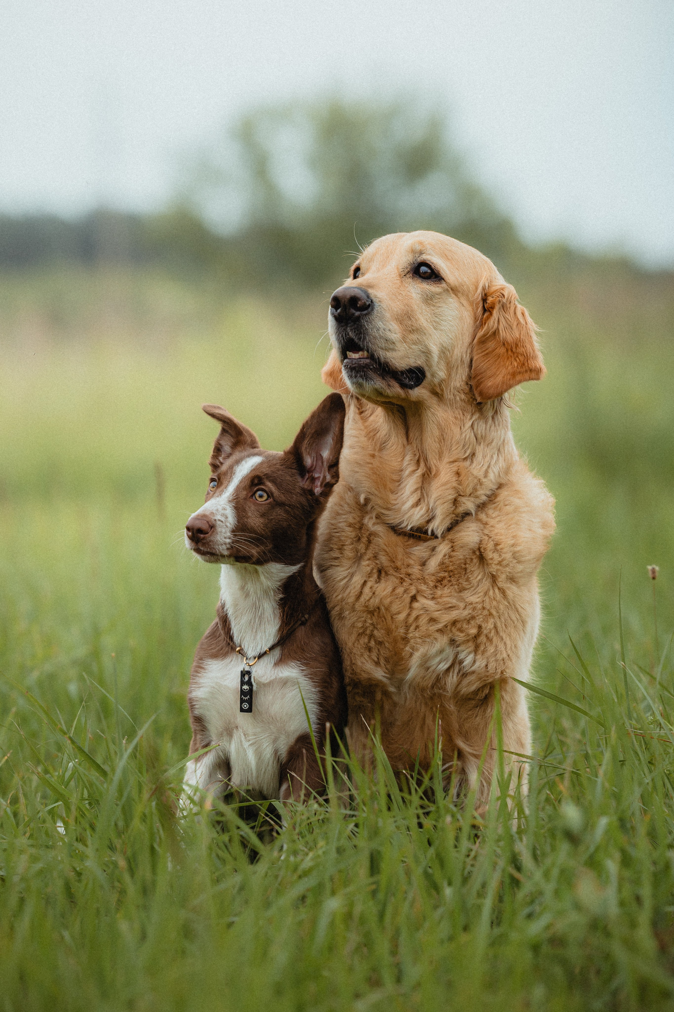 Выездной дог-тренинг от школы «Шерсть имею»