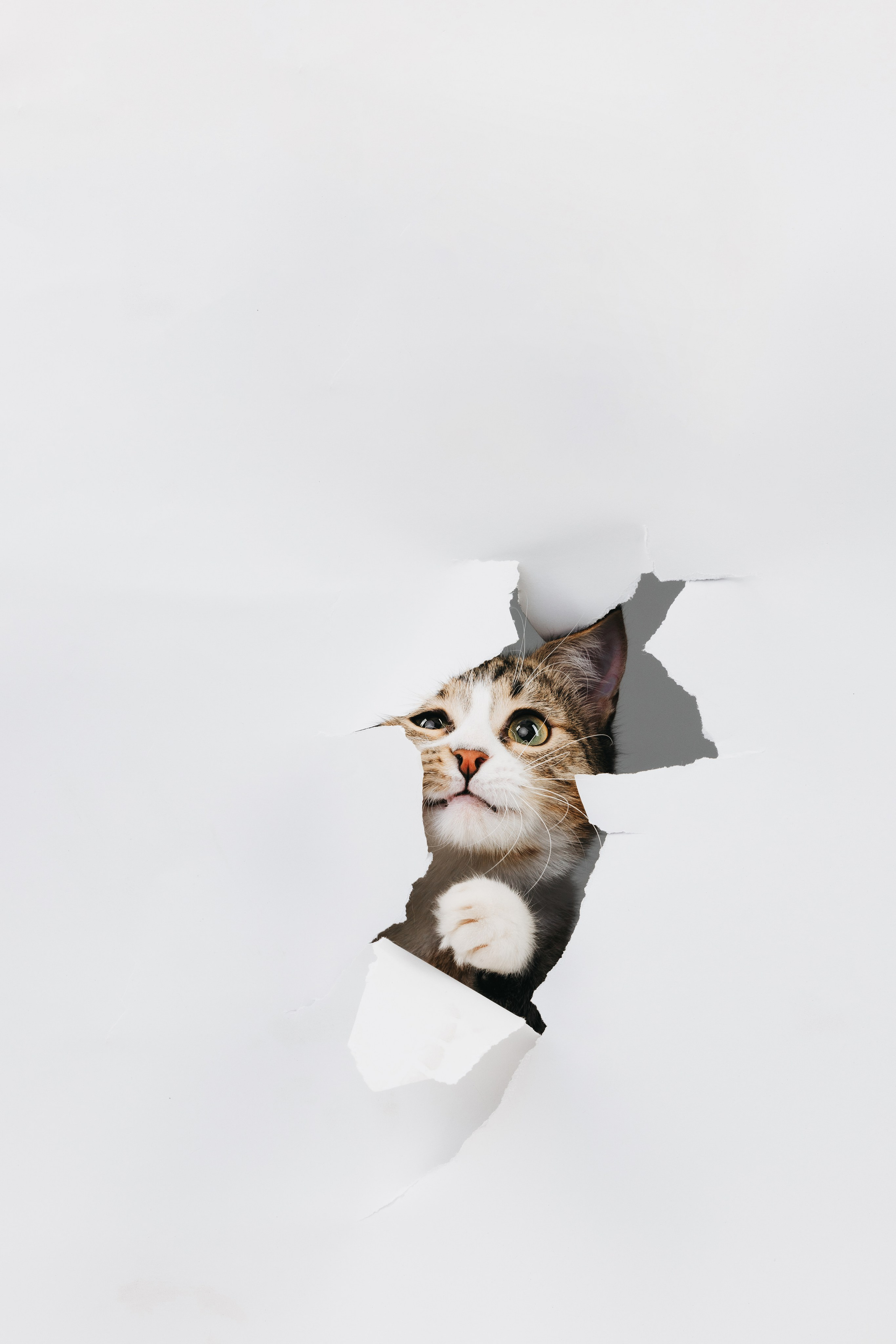 Коты Сет и Квентин. Фотограф анималист Осипчикова Мария