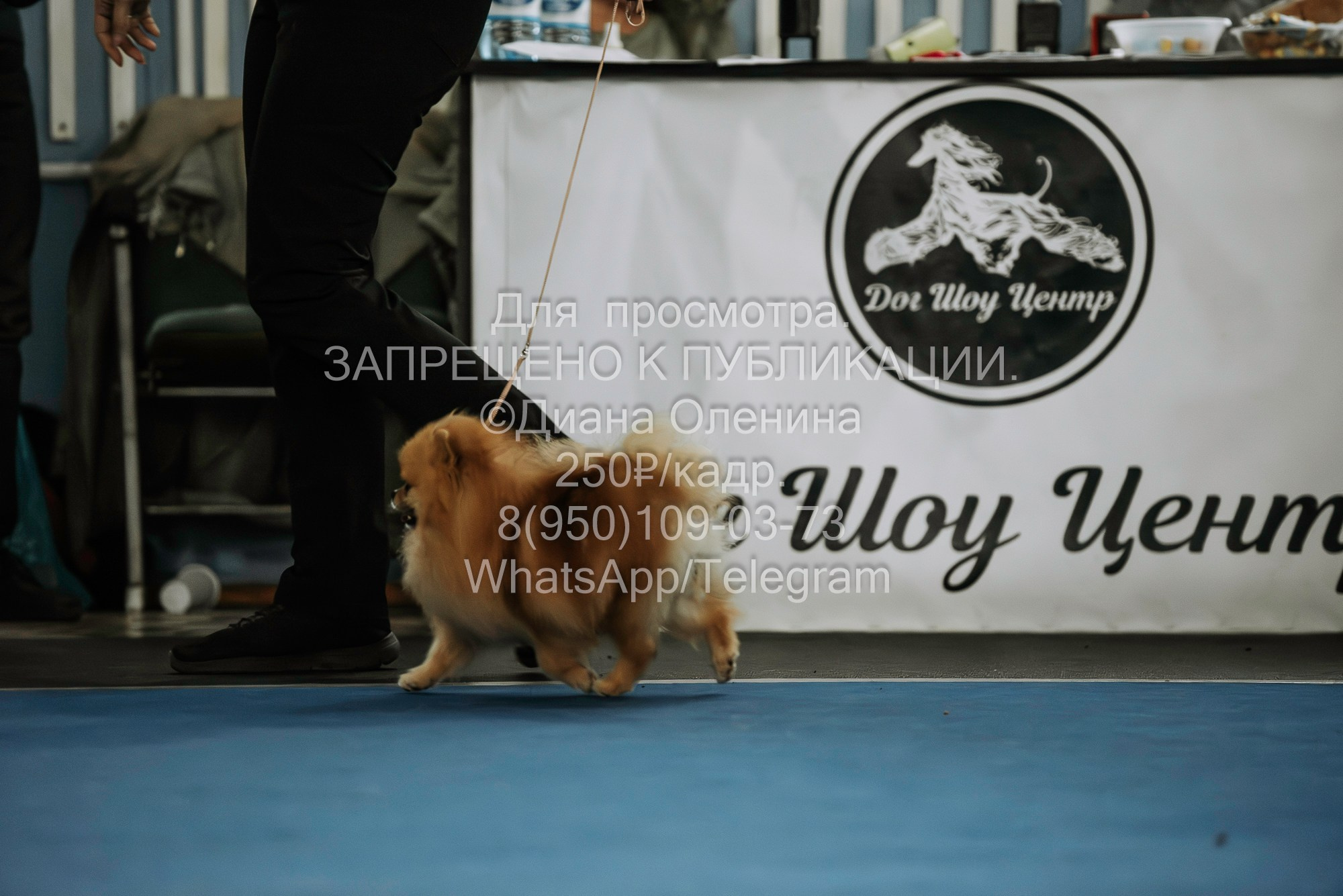 Выставка собак Красноярск 29.10.2023. Фотограф Диана Оленина Красноярск / Братск