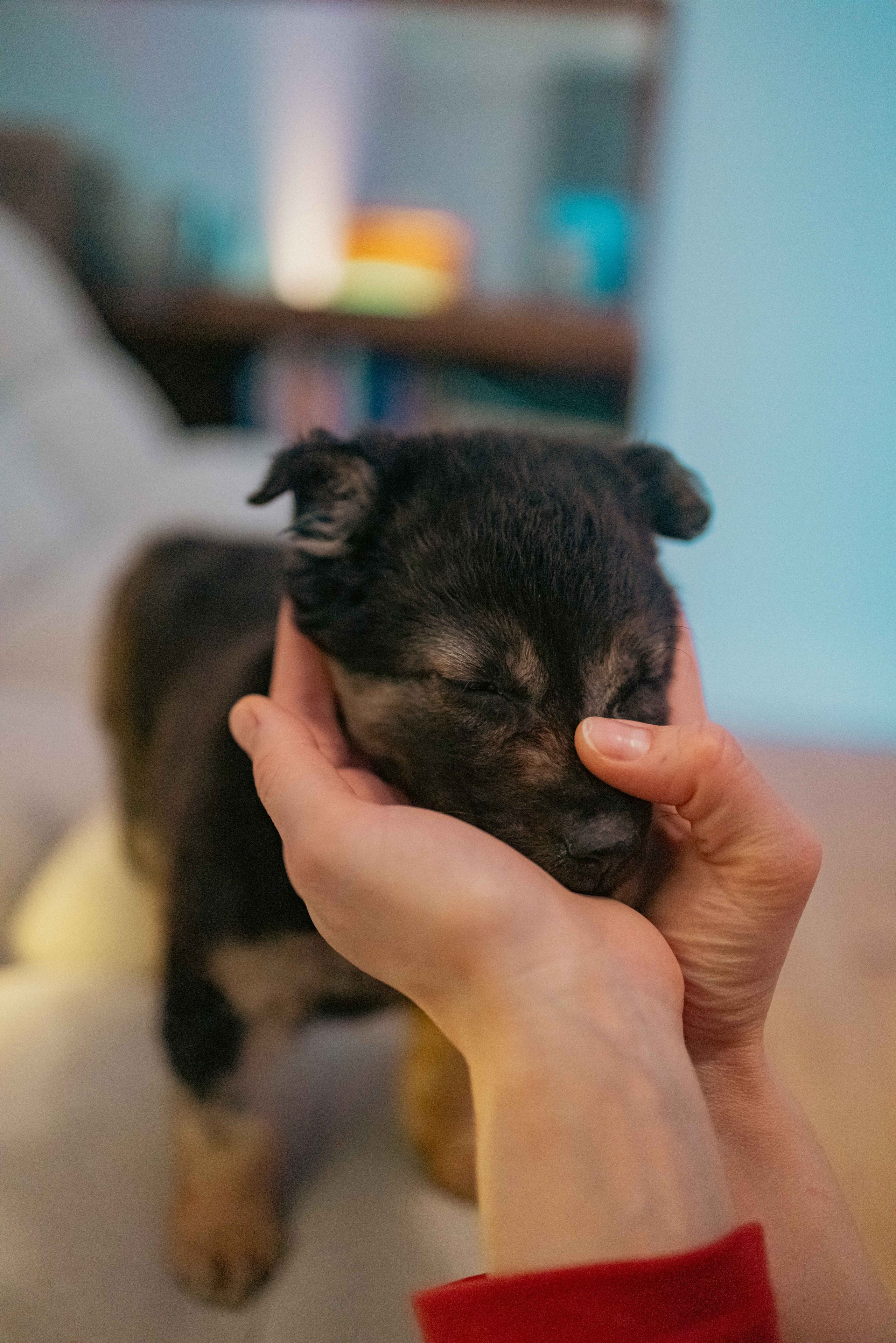 Пеппа. Фотограф-анималист в Москве Лера Черноног