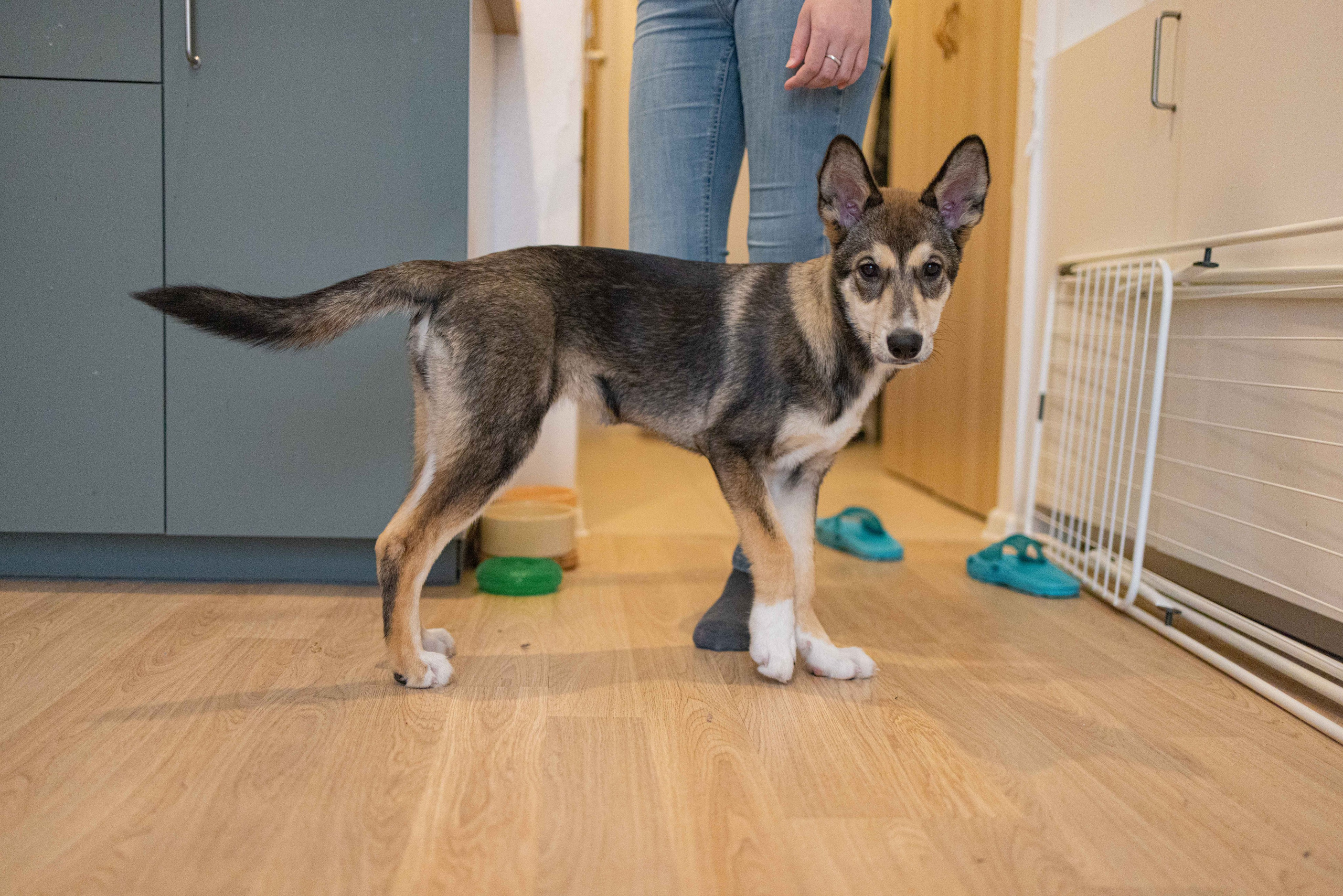 Шами. Фотограф-анималист в Москве Лера Черноног