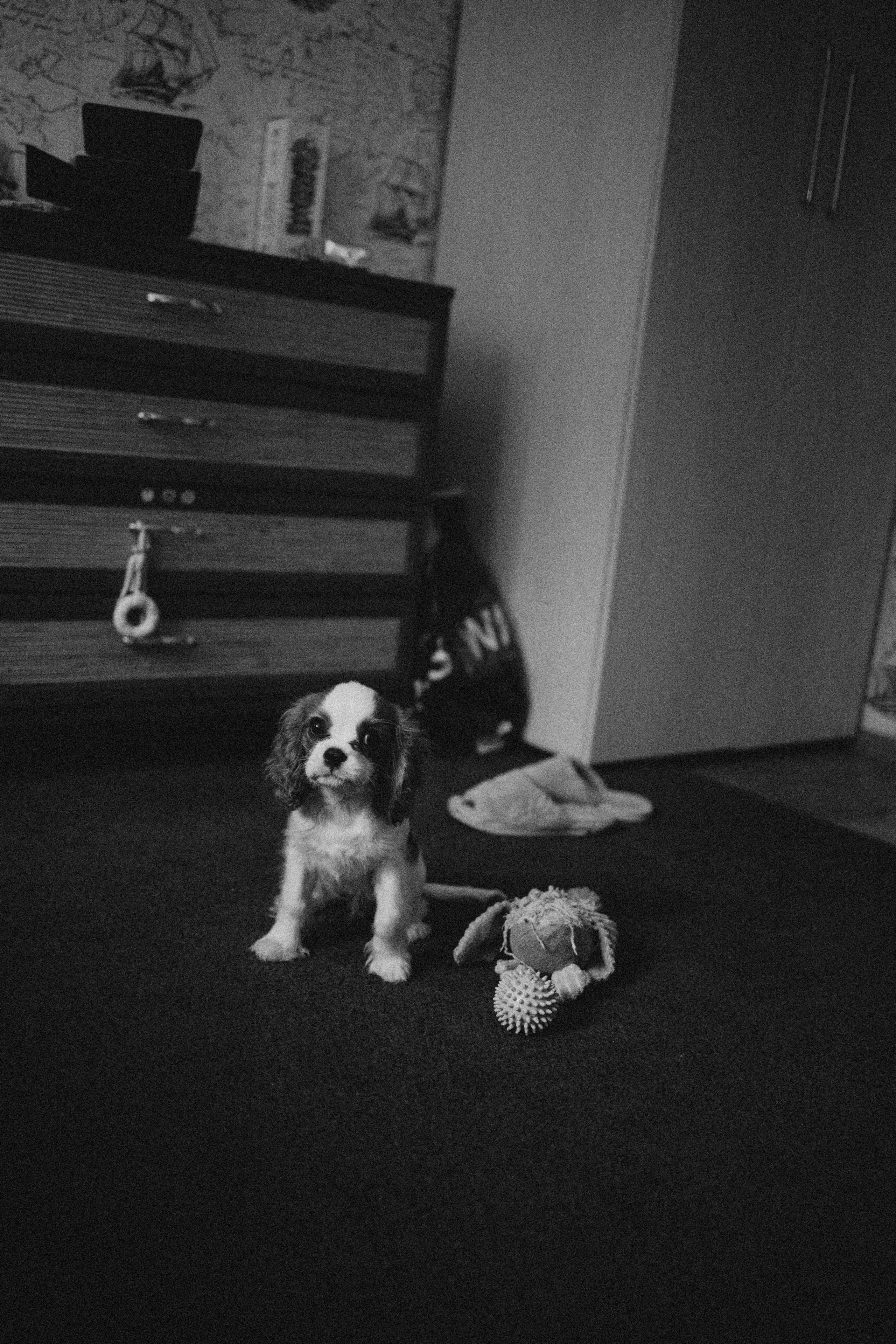 Юля и Кипр. Фотограф-анималист в Москве Лера Черноног