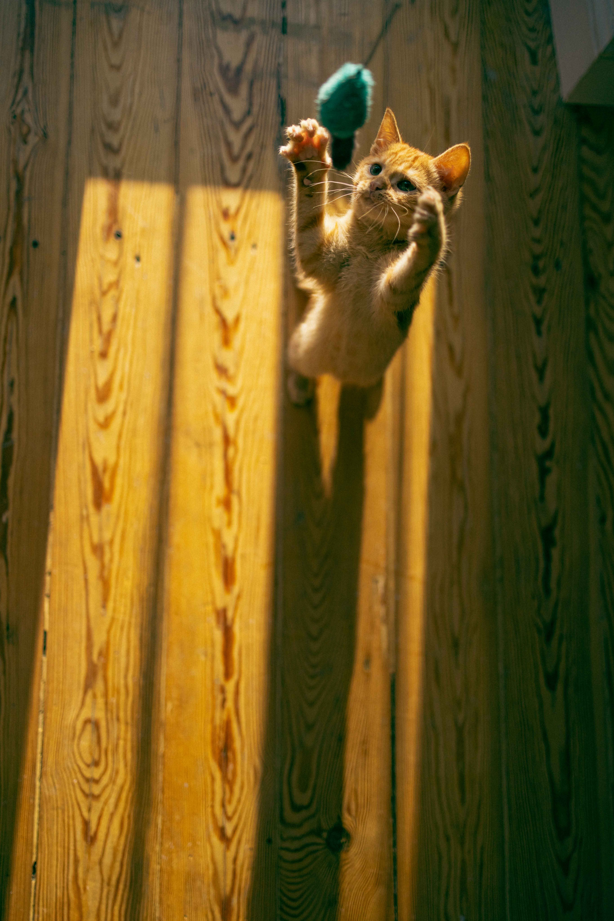 Кускус. Фотограф-анималист в Москве Лера Черноног