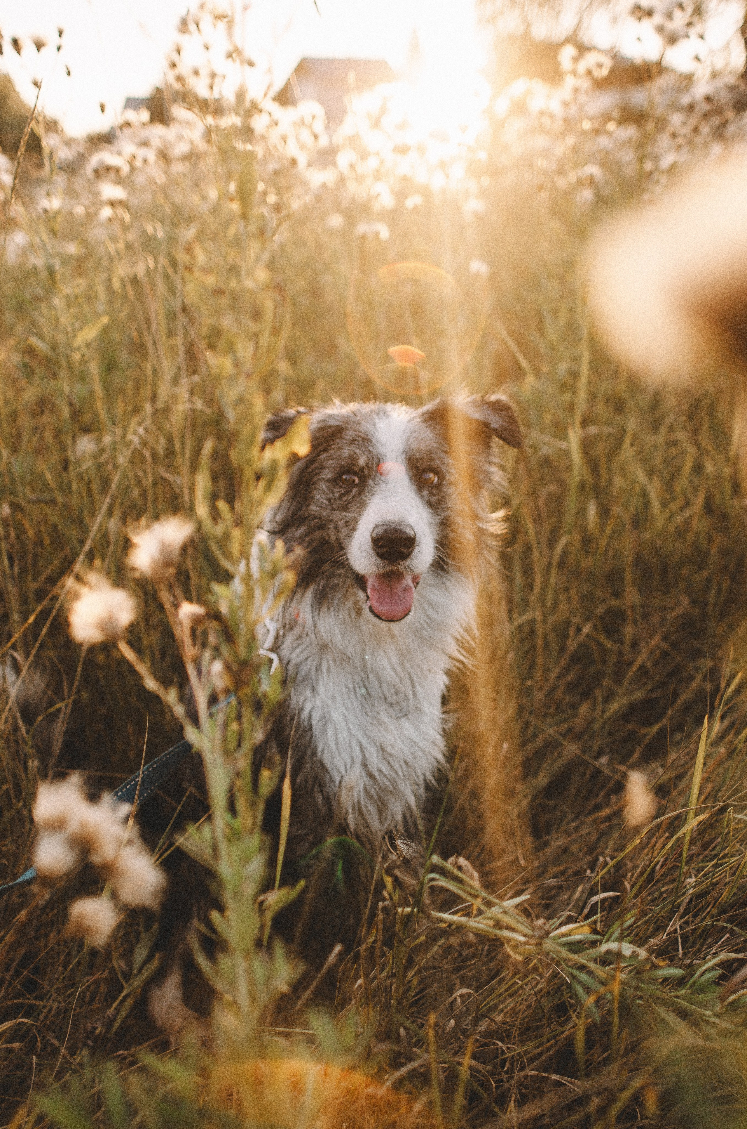 Таня и Бриллиант. Фотограф-анималист Богданова Полина