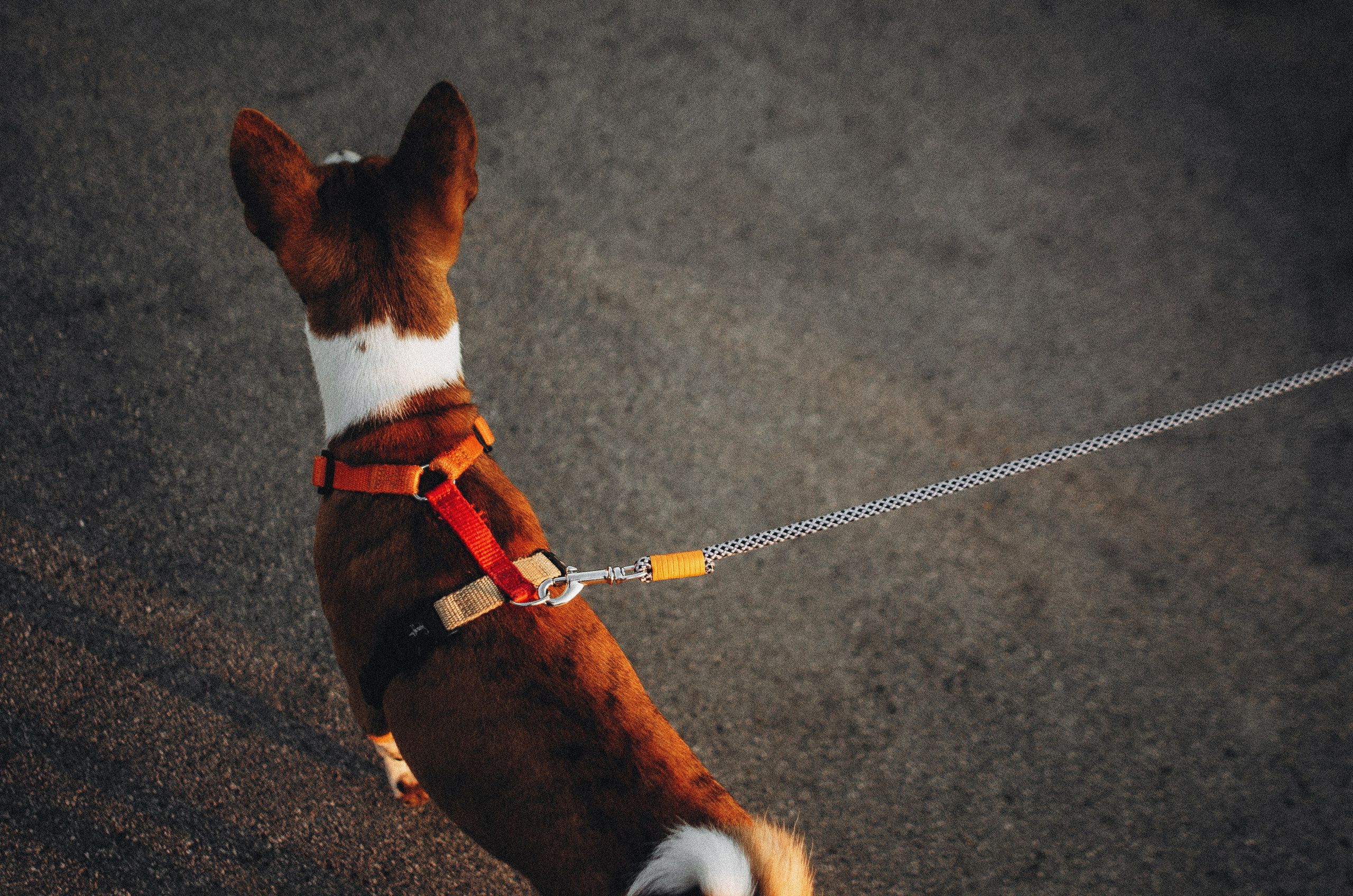 Снежана и Мэнни. Фотограф-анималист Богданова Полина