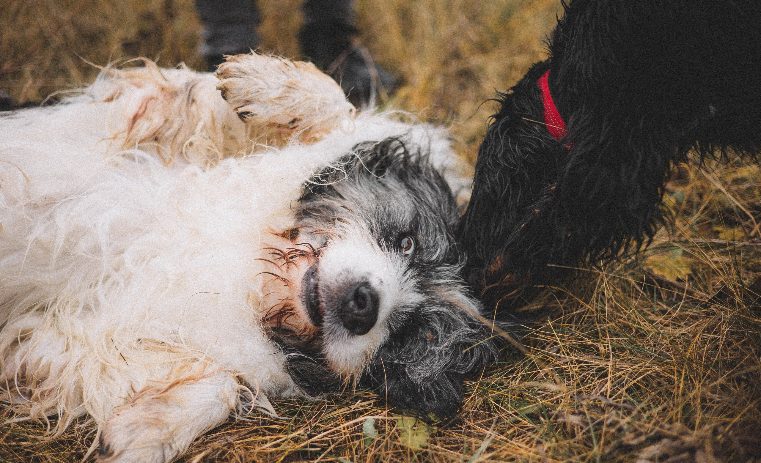 Даша, Глеб, Барс и Бруно. Фотограф-анималист Богданова Полина