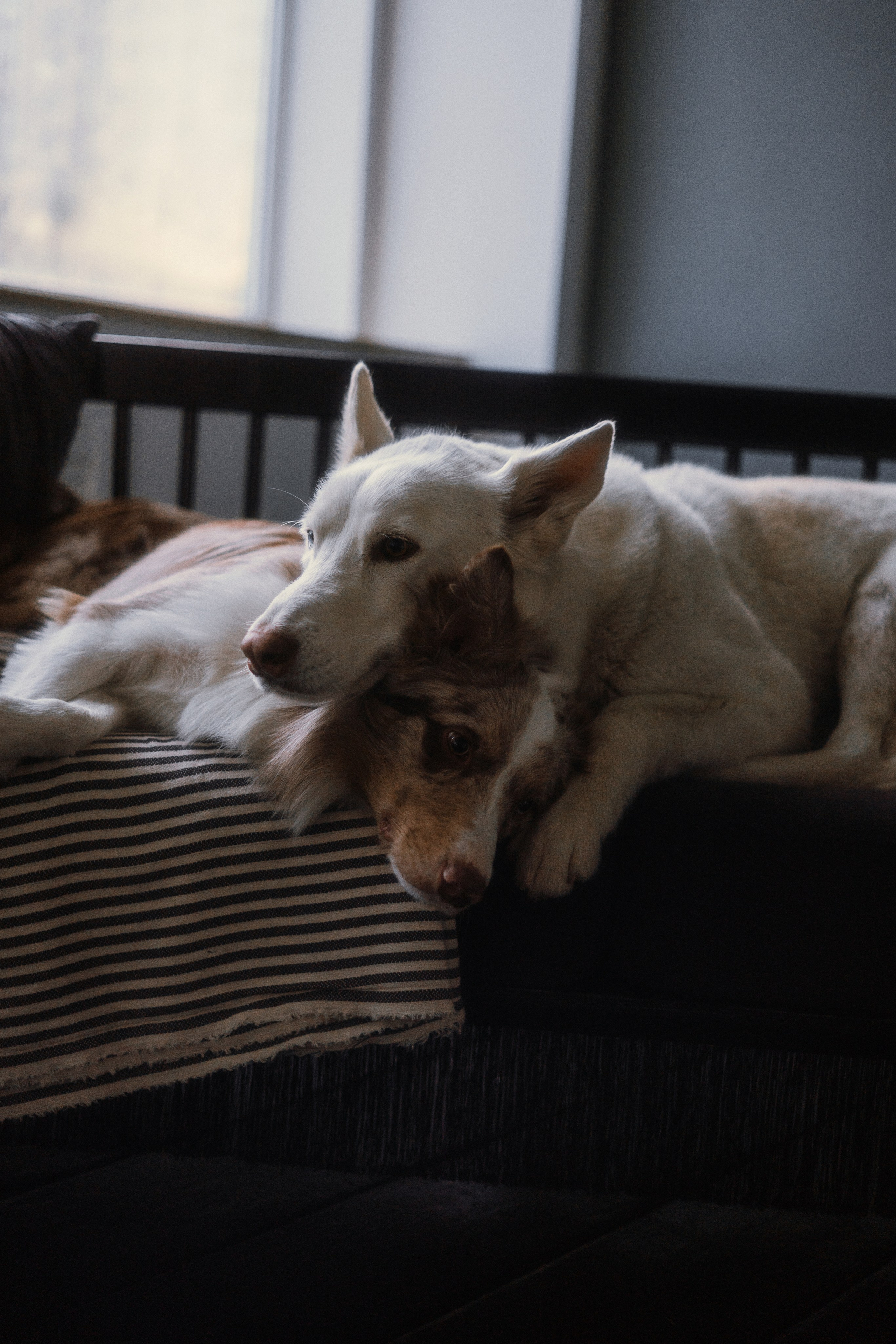 Аня, Дэймон и Грэй. Фотограф-анималист Богданова Полина