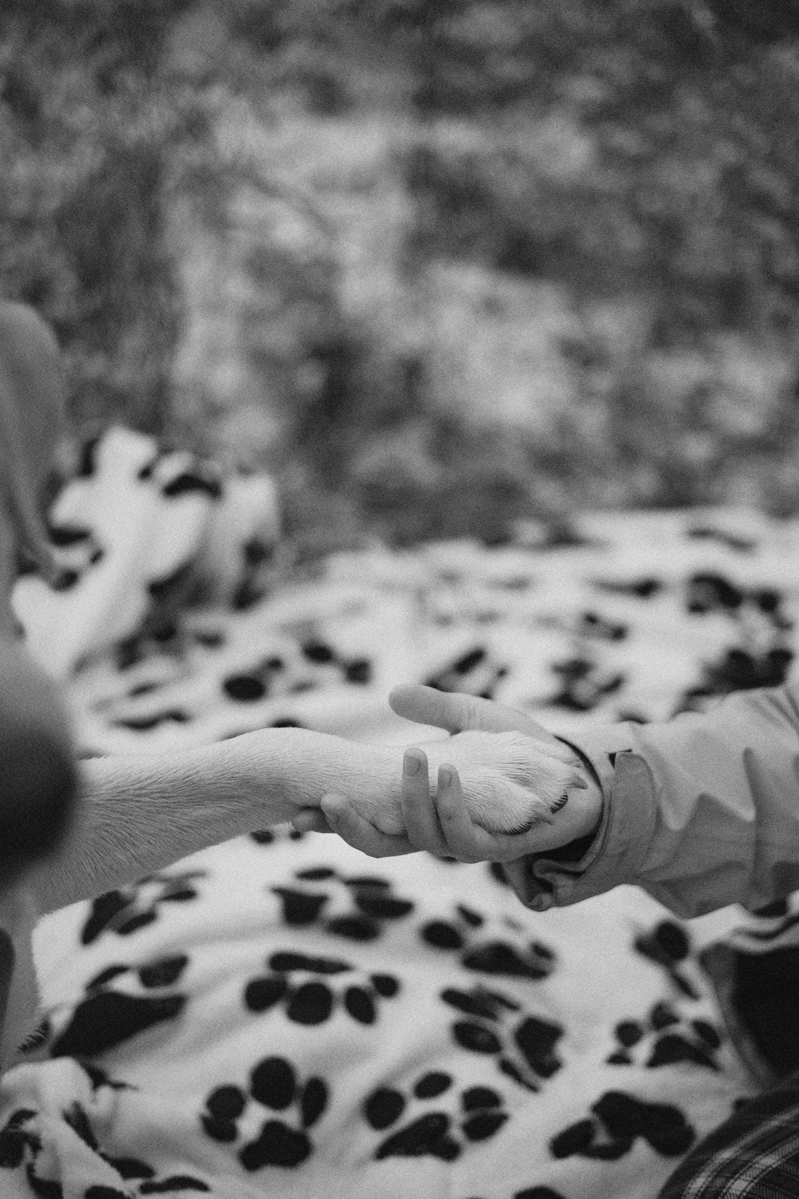 Маргарита и Варди. Фотограф-анималист Богданова Полина