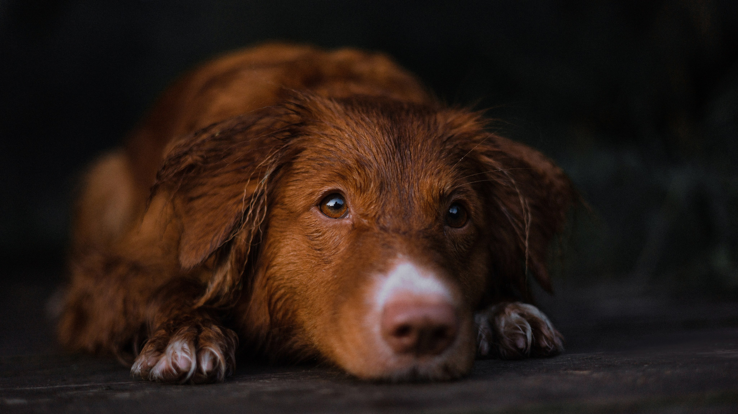 Ксюша и Мэди. Фотограф-анималист Богданова Полина