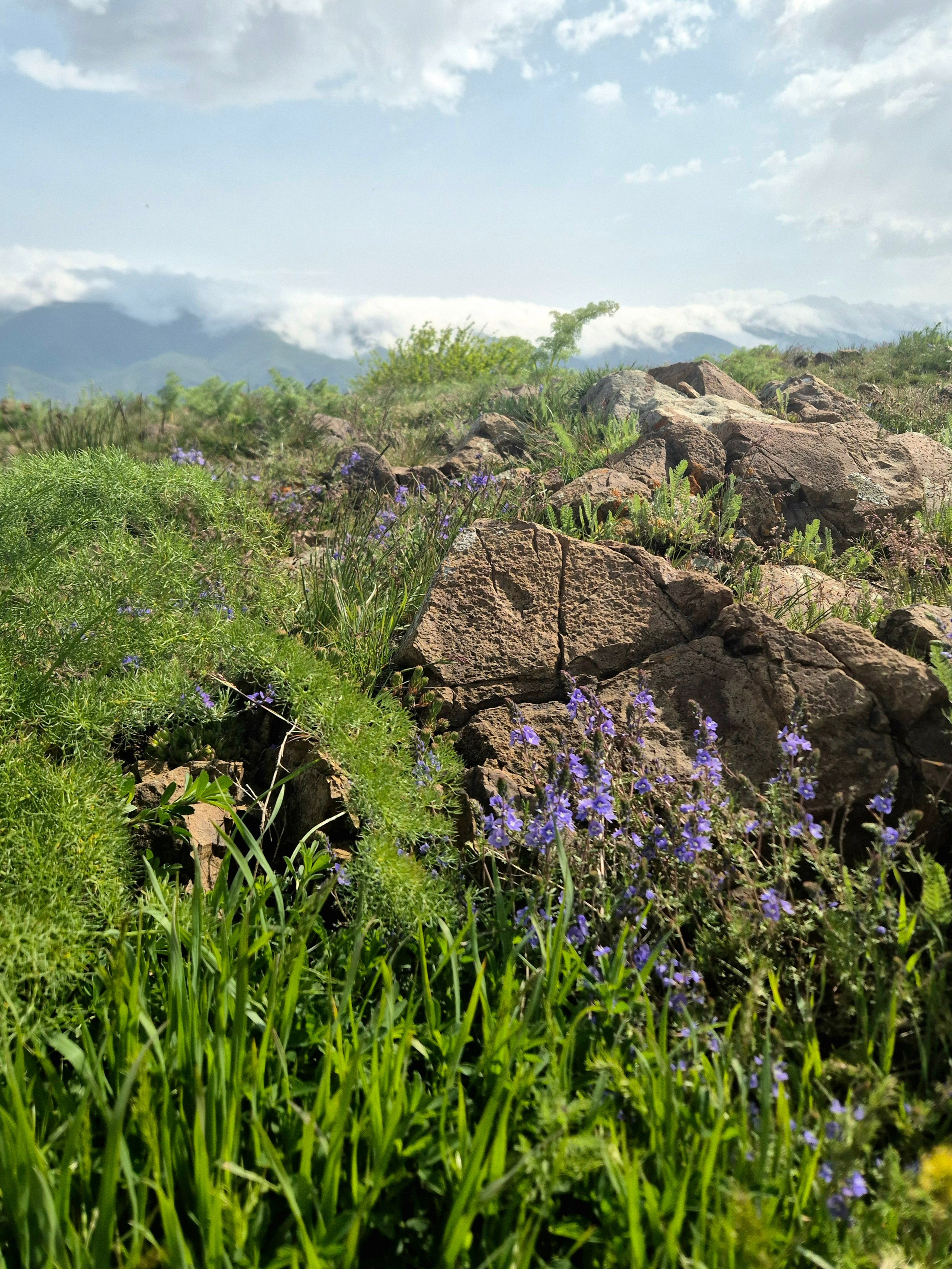 В марте здесь росли маленькие подснежники такого же сиреневого цвета. Интересно, это они так разрастаются к маю, или это другие растения?