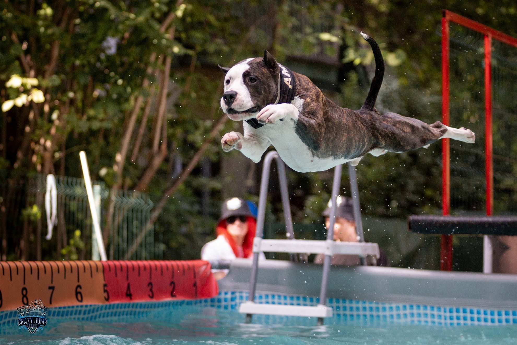 Собаки, спорт, Док дайвинг. Свадебный и репортажный фотограф в Москве и Московской области