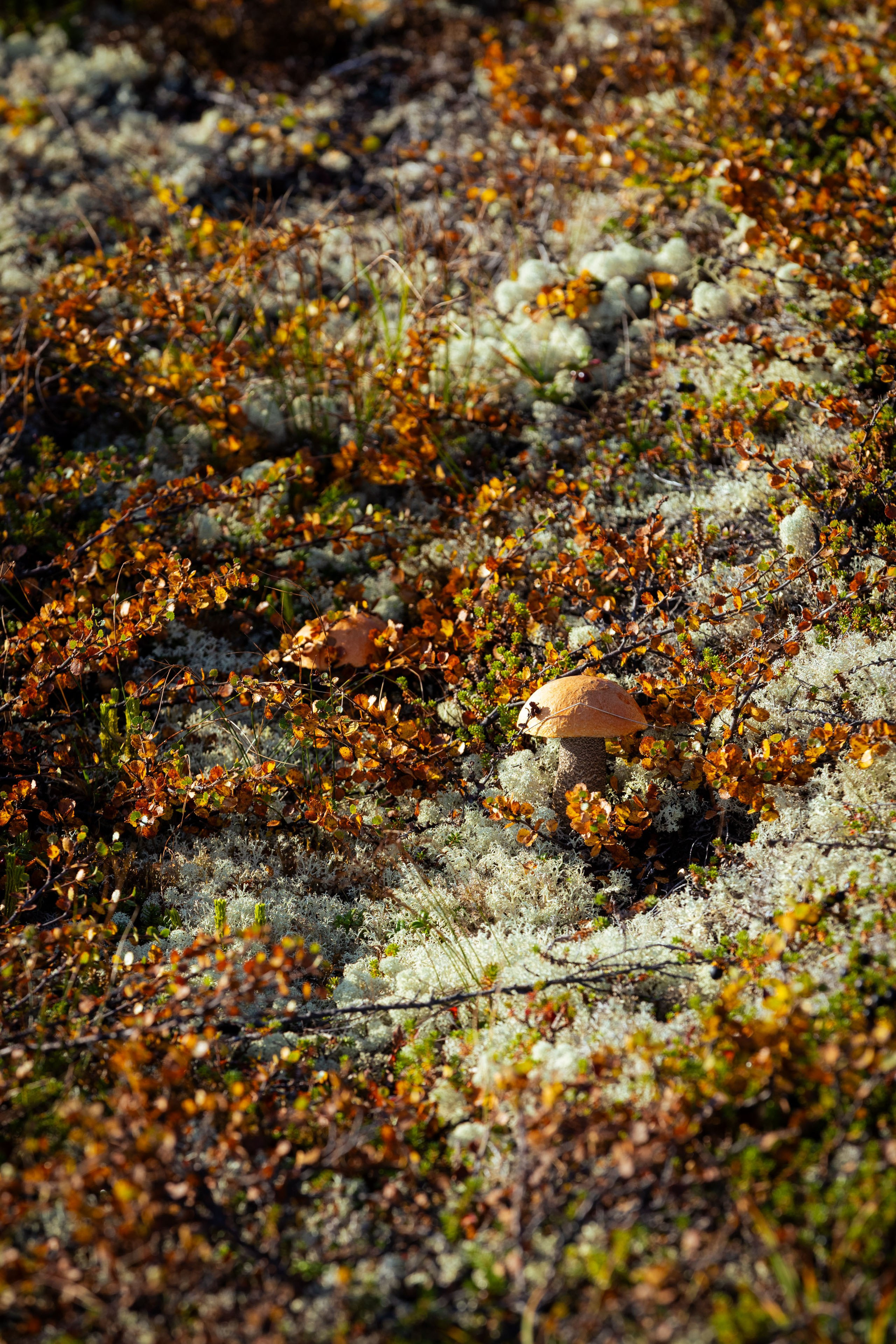 Кольский (осень 2025). Фотограф Виноградов Константин