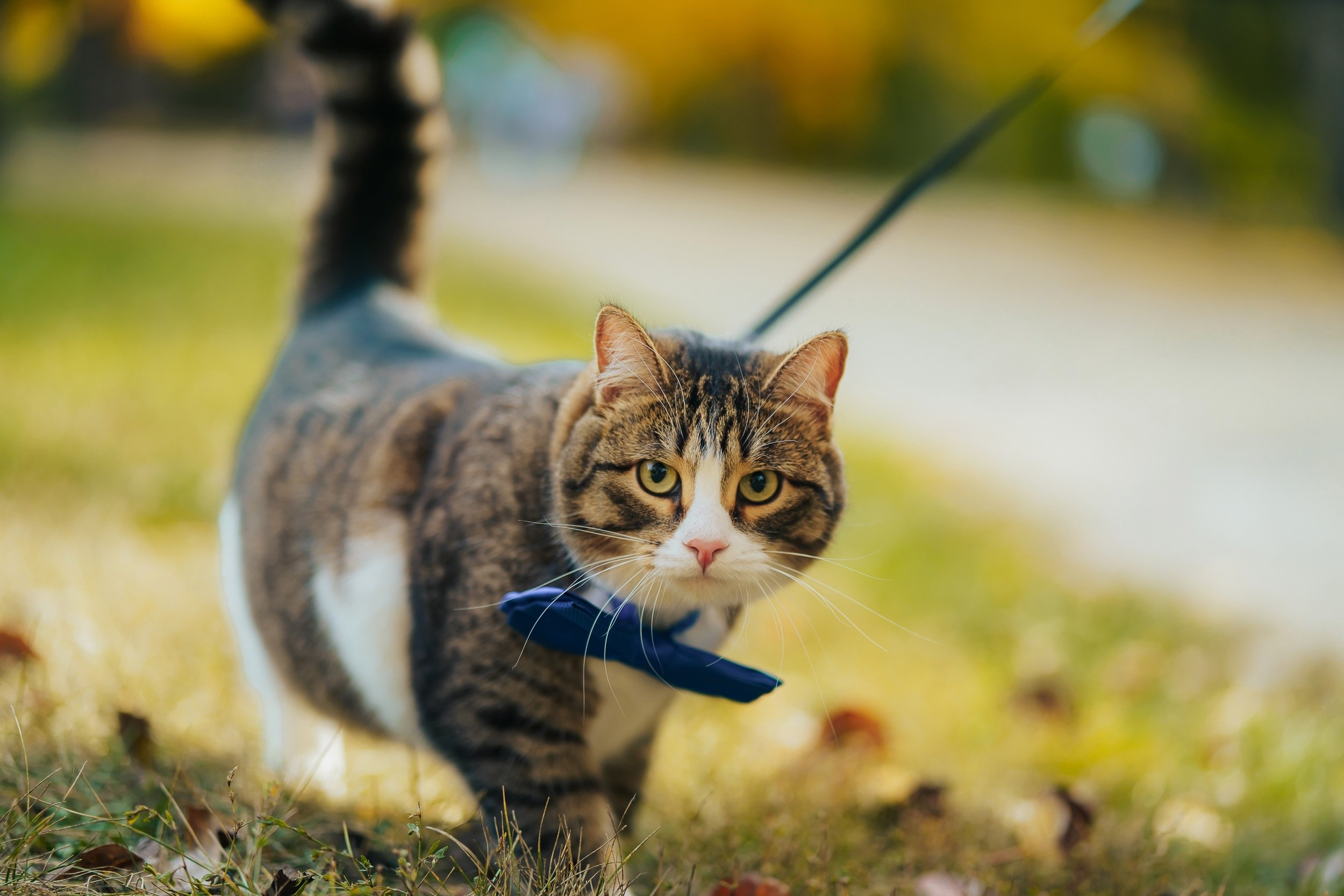 Лавстори Люда, Женя и КотКотофеич. Ваш свадебный и семейный фотограф