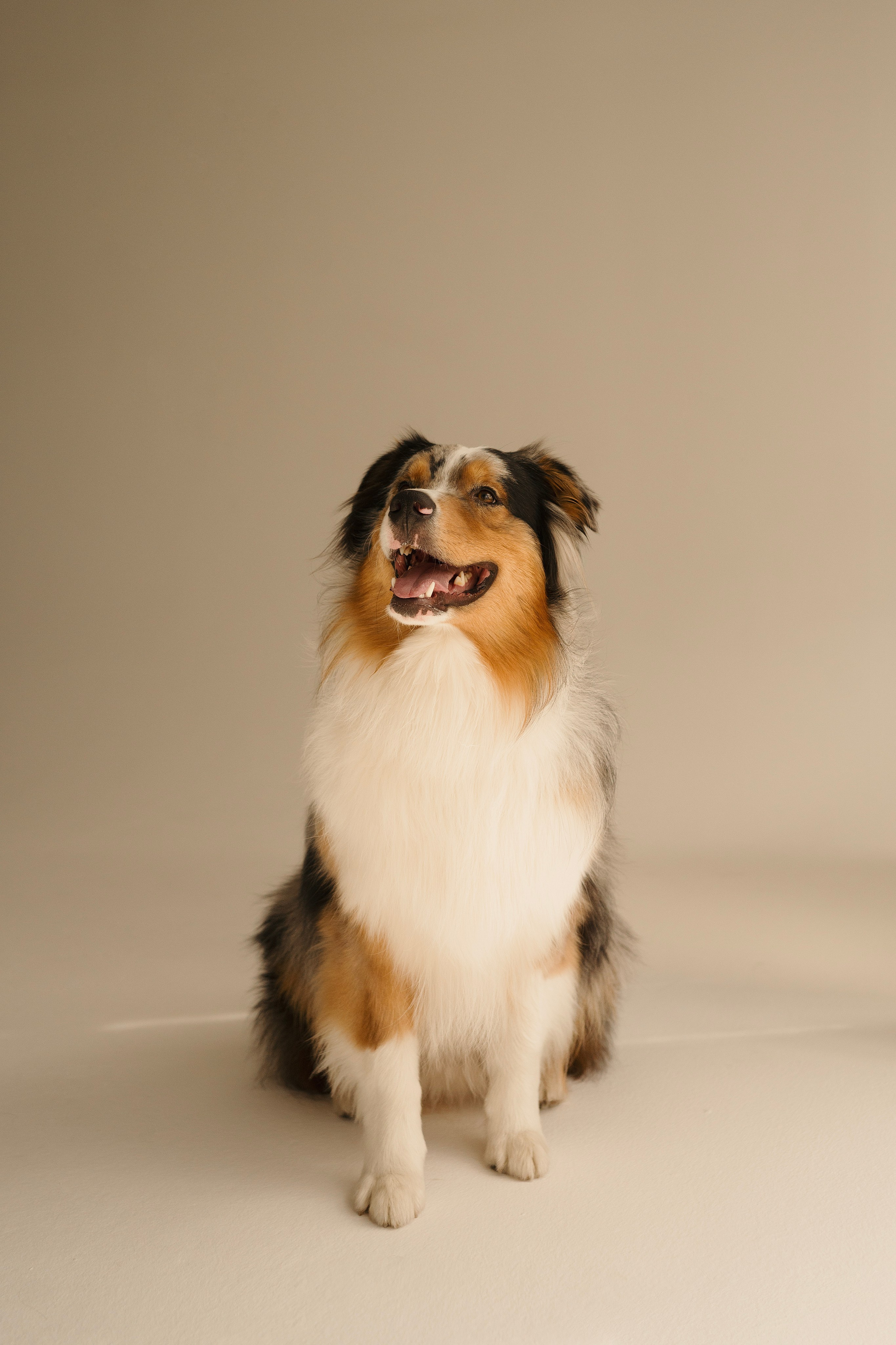 Зевс. Фотограф- анималист Александра Матвеева