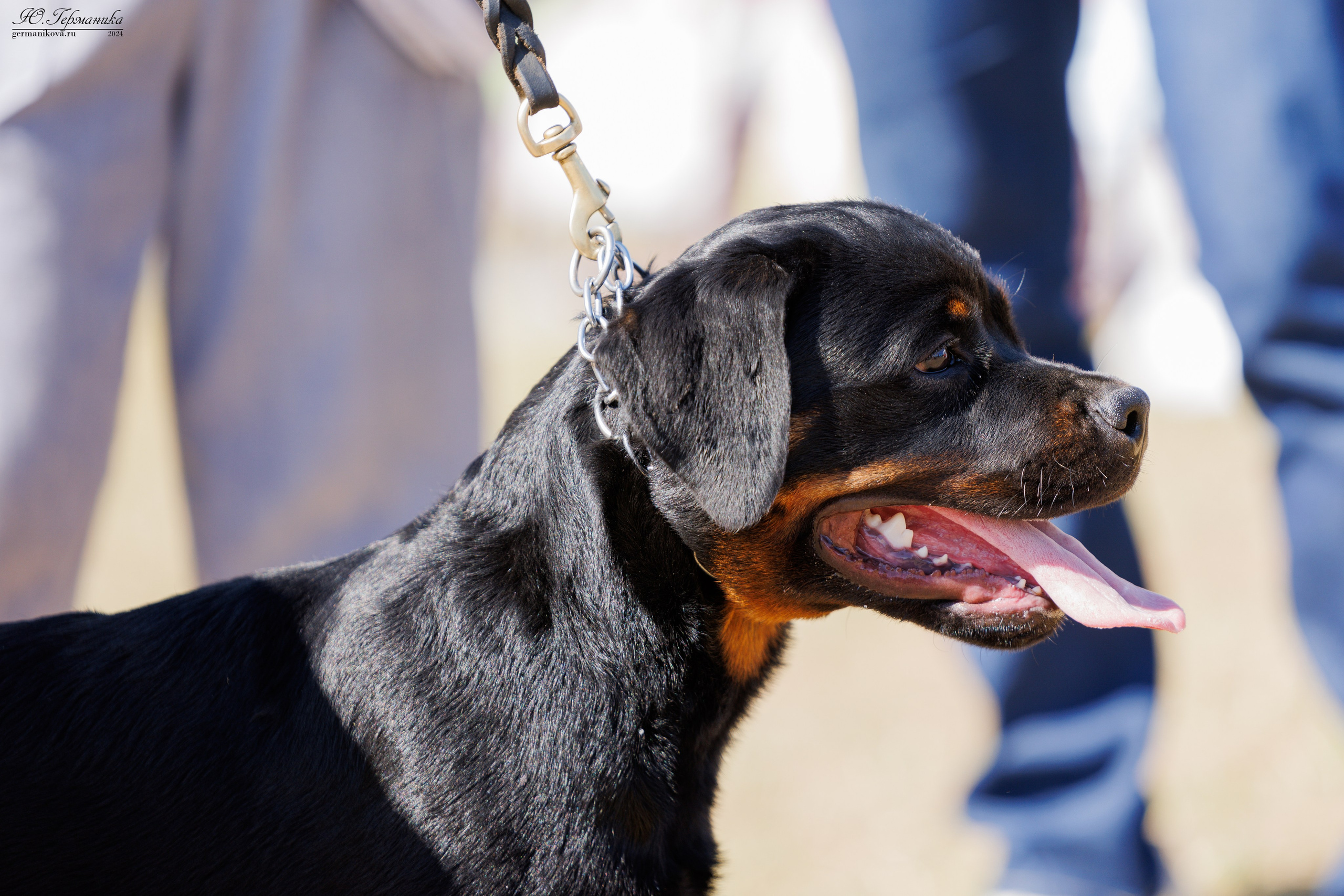 ПК и КЧК ротвейлеры Тверь 6-7.07.2024. Фотограф-анималист Юлия Германика