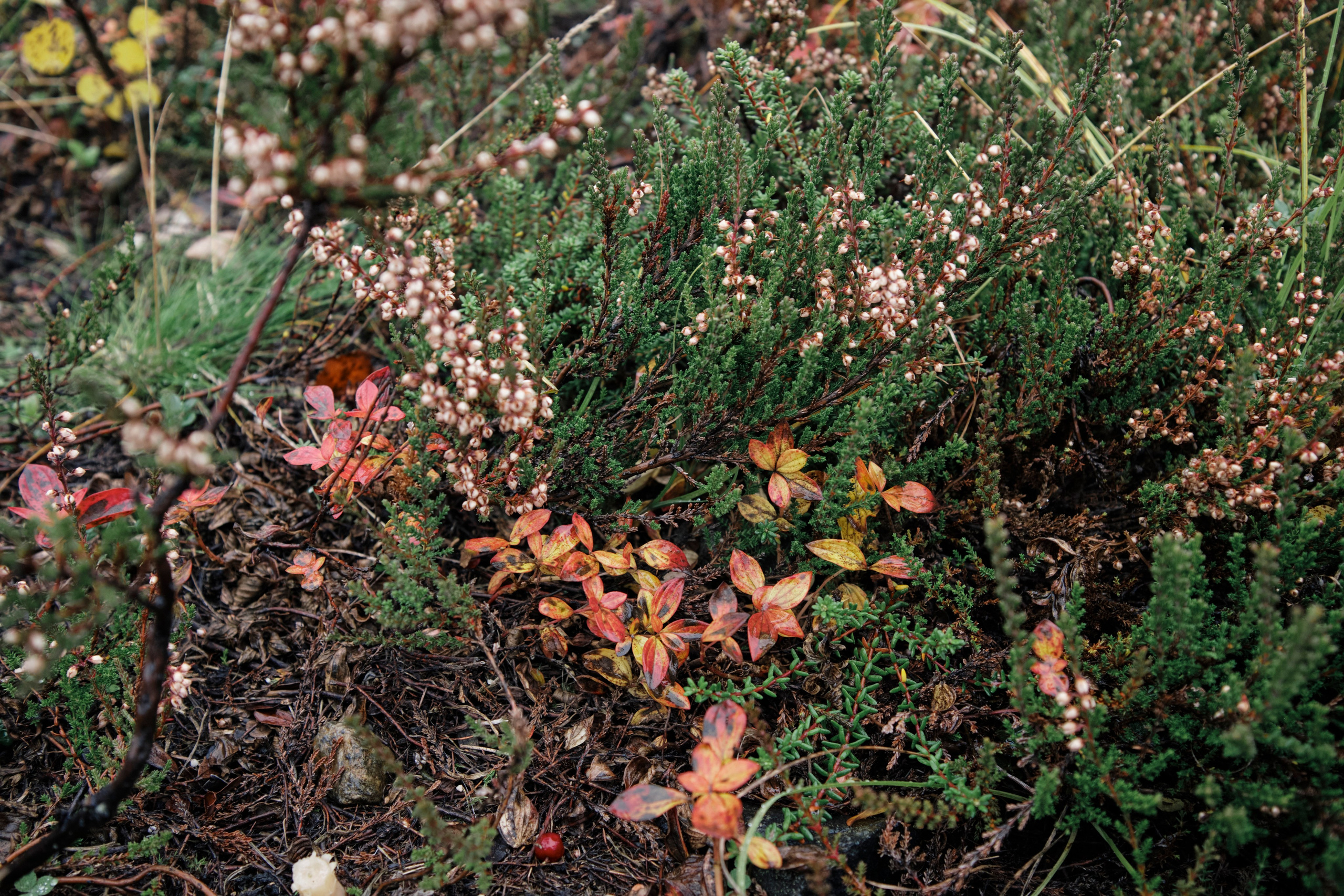 Поездка в Мурманск. Заметки и фото. Елена Павленко. Фотограф. Москва