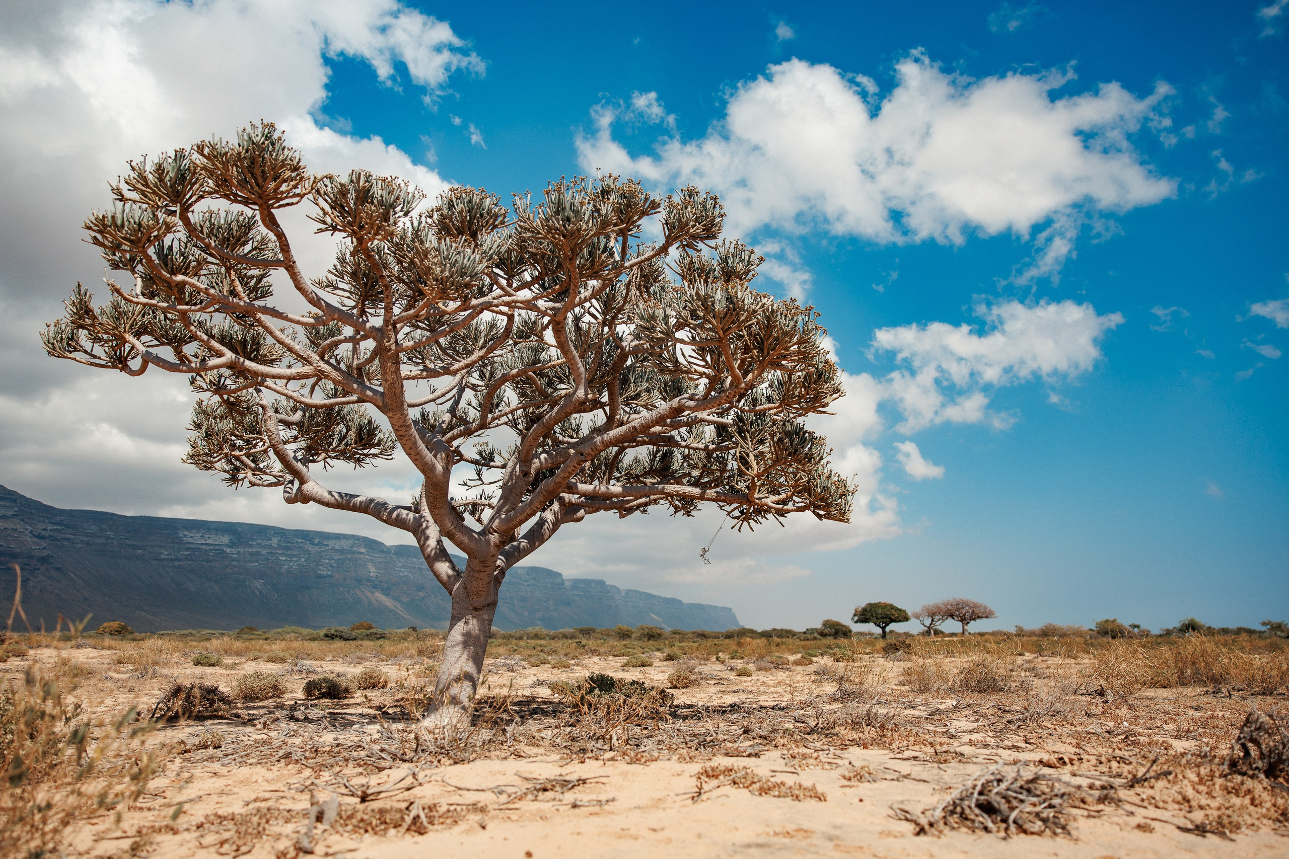 Socotra