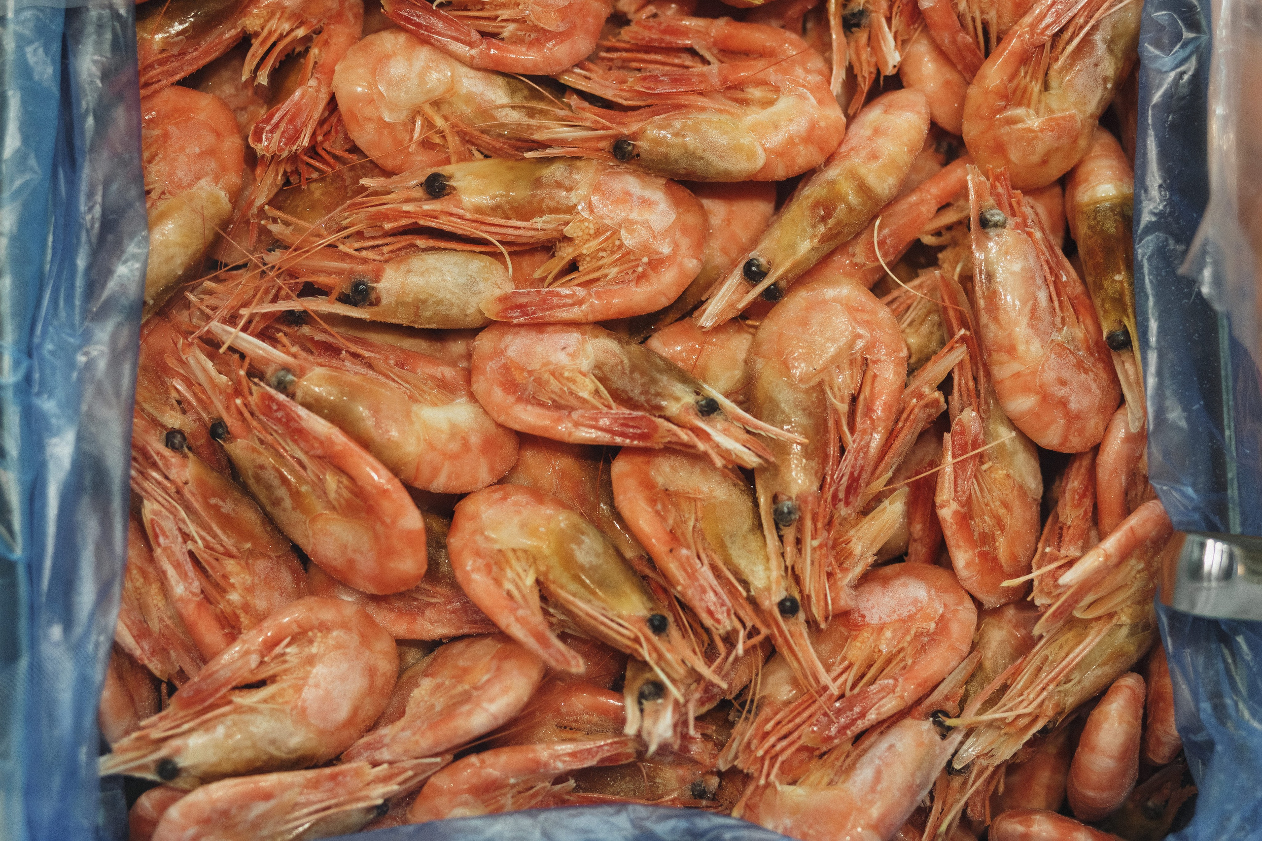 Открытие Сети Магазинов морепродуктов 'Дикая Устрица' в Таганроге. Свадебный и семейный фотограф в Таганроге Бакарюк Антон