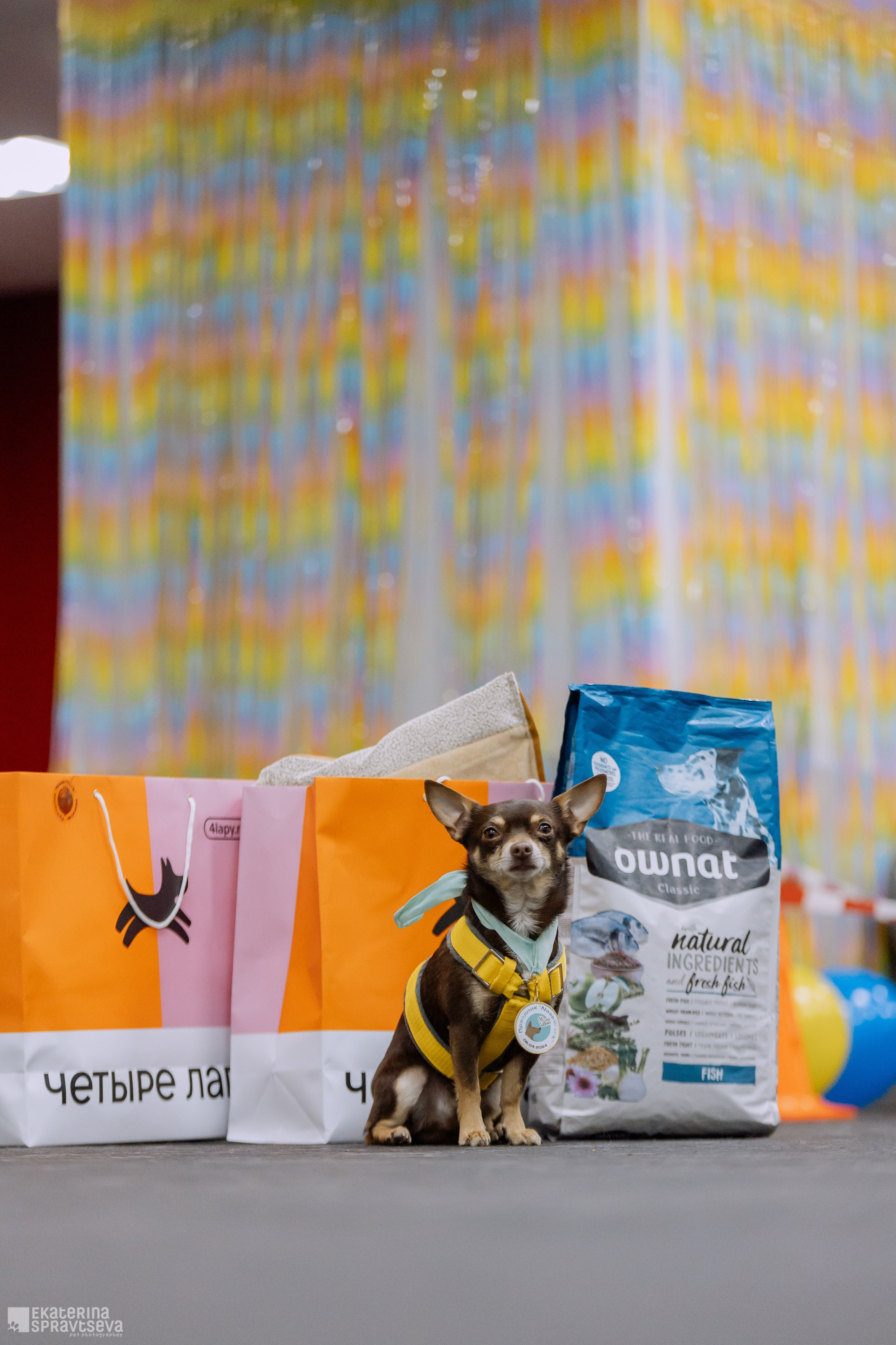 Праздник NoseWork. Фотограф Анималист Екатерина Справцева в Нижнем Новгороде