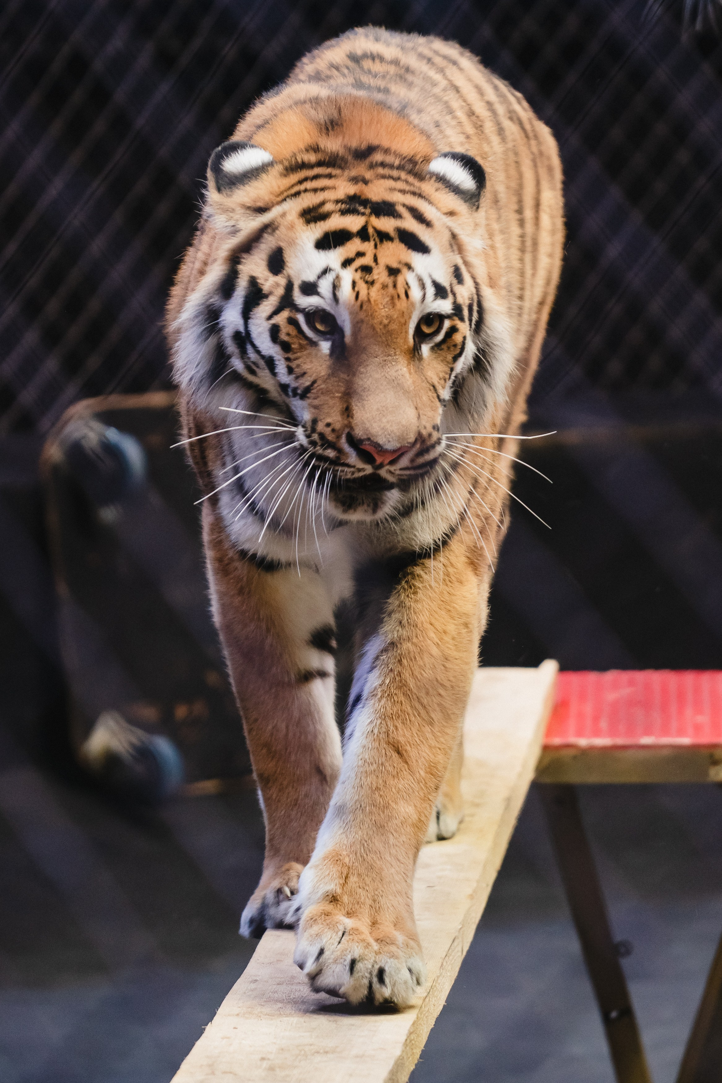 5 Континентов — Открытая репетиция. Воробьева Ксения — Спортивный и танцевальный фотограф Новосибирск