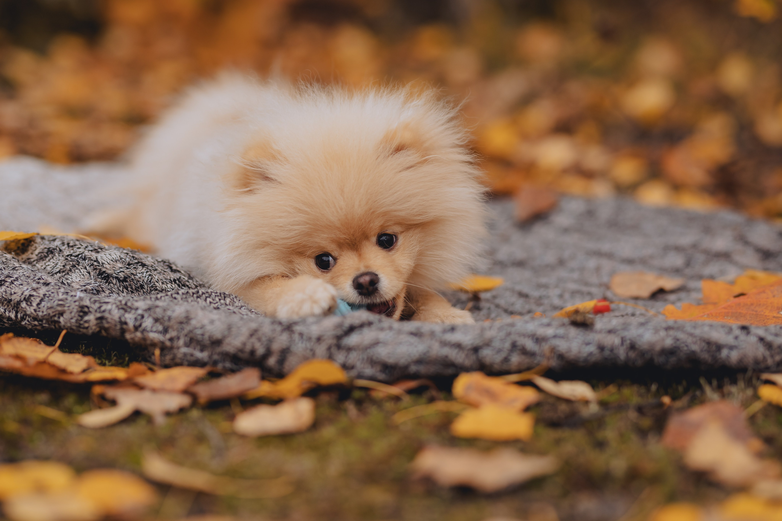 Фотограф Облучье
