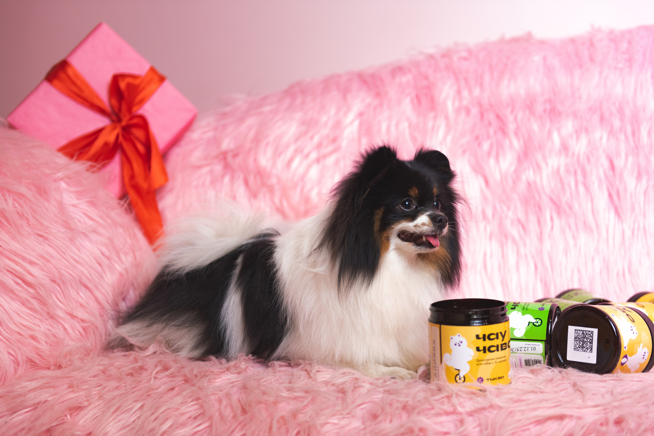 Чау Чавс. Фотограф в Москве Daria Lens