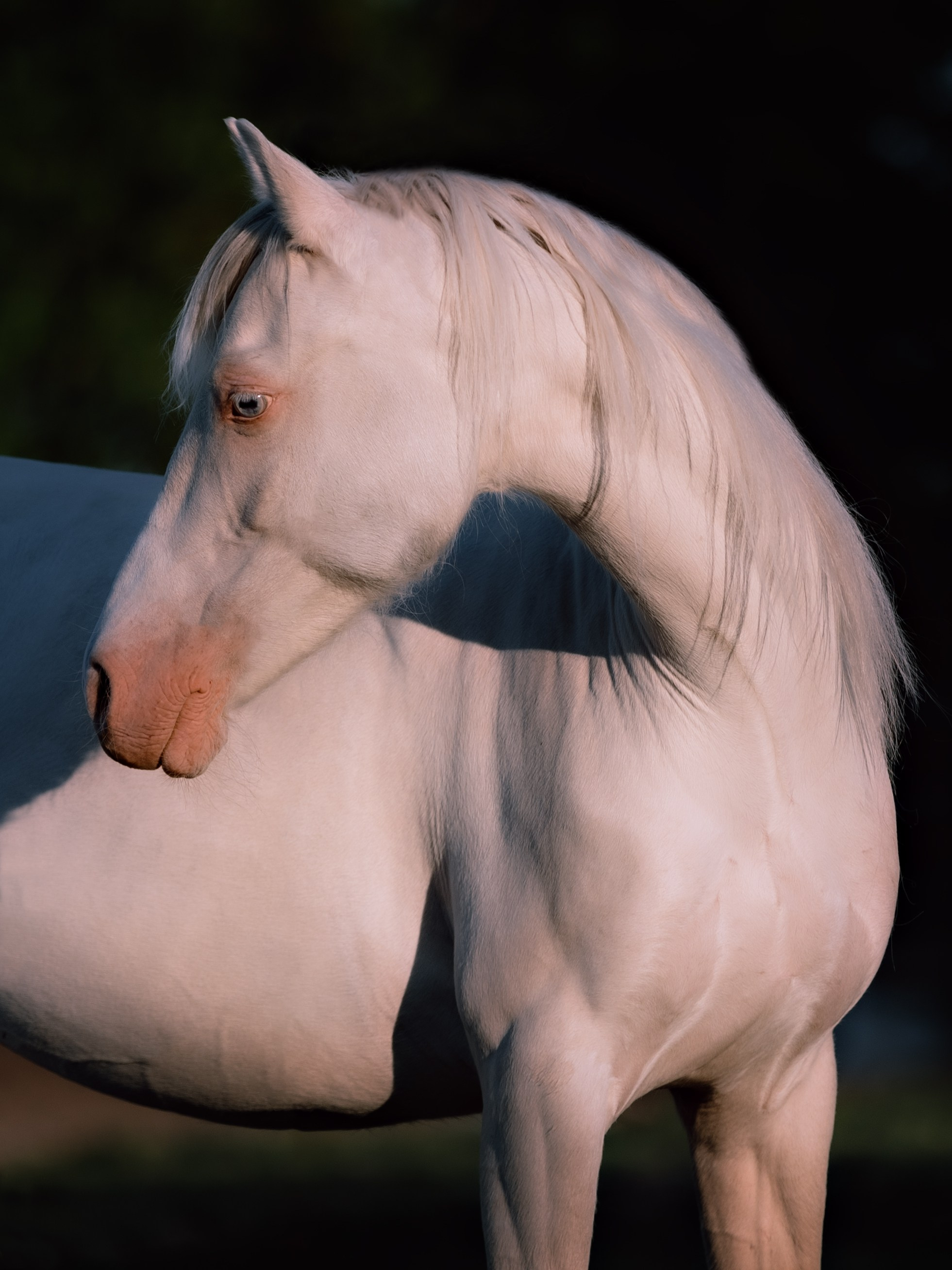 Интерьерная съёмка лошадей. Конный фотограф в Калининграде Елена Курбатова