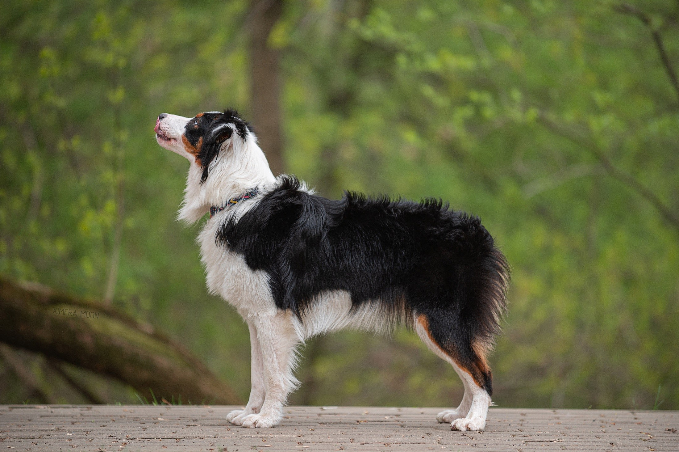 Синдра. BLGKV питомник собак