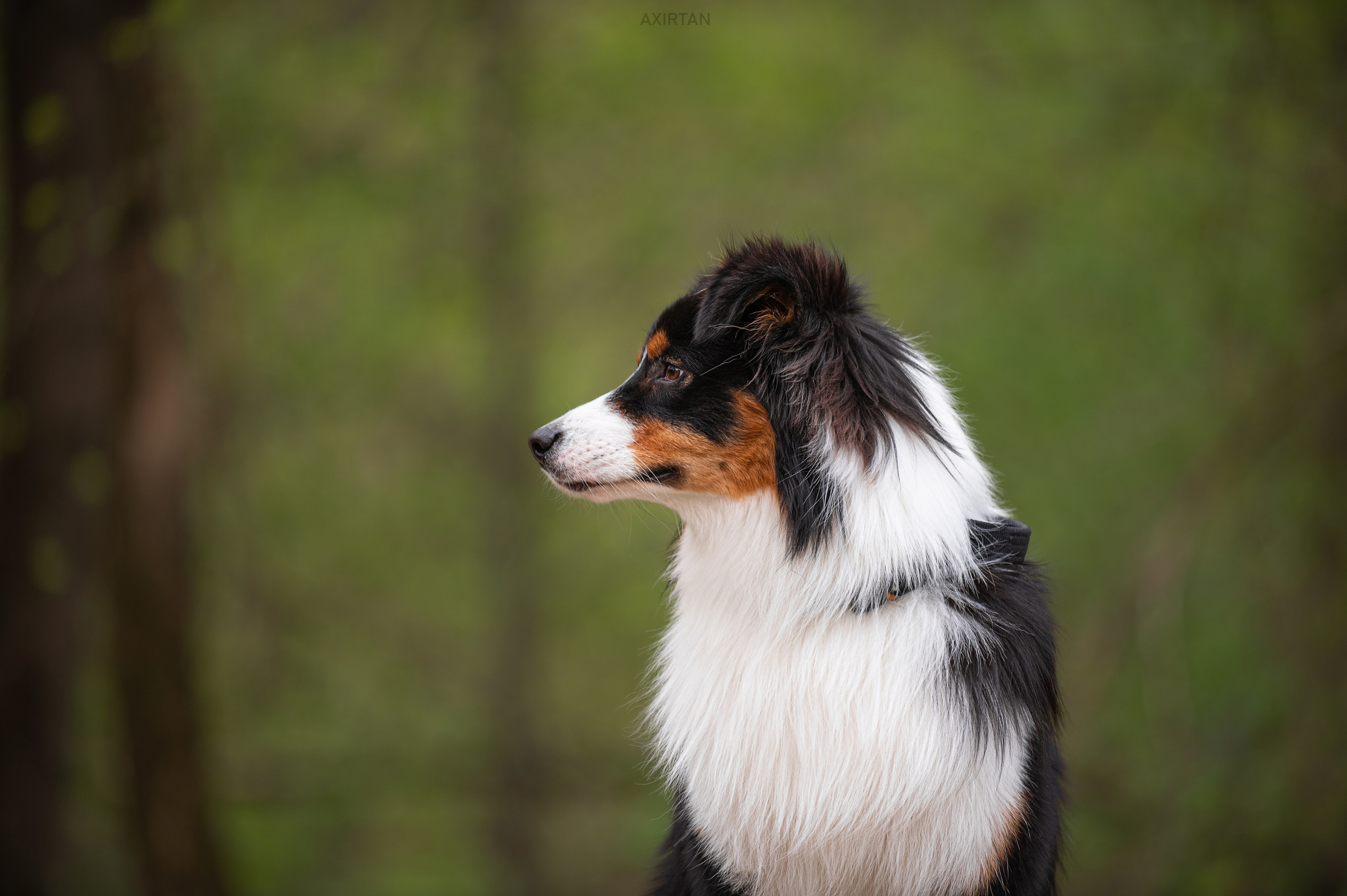 Рем. BLGKV питомник собак