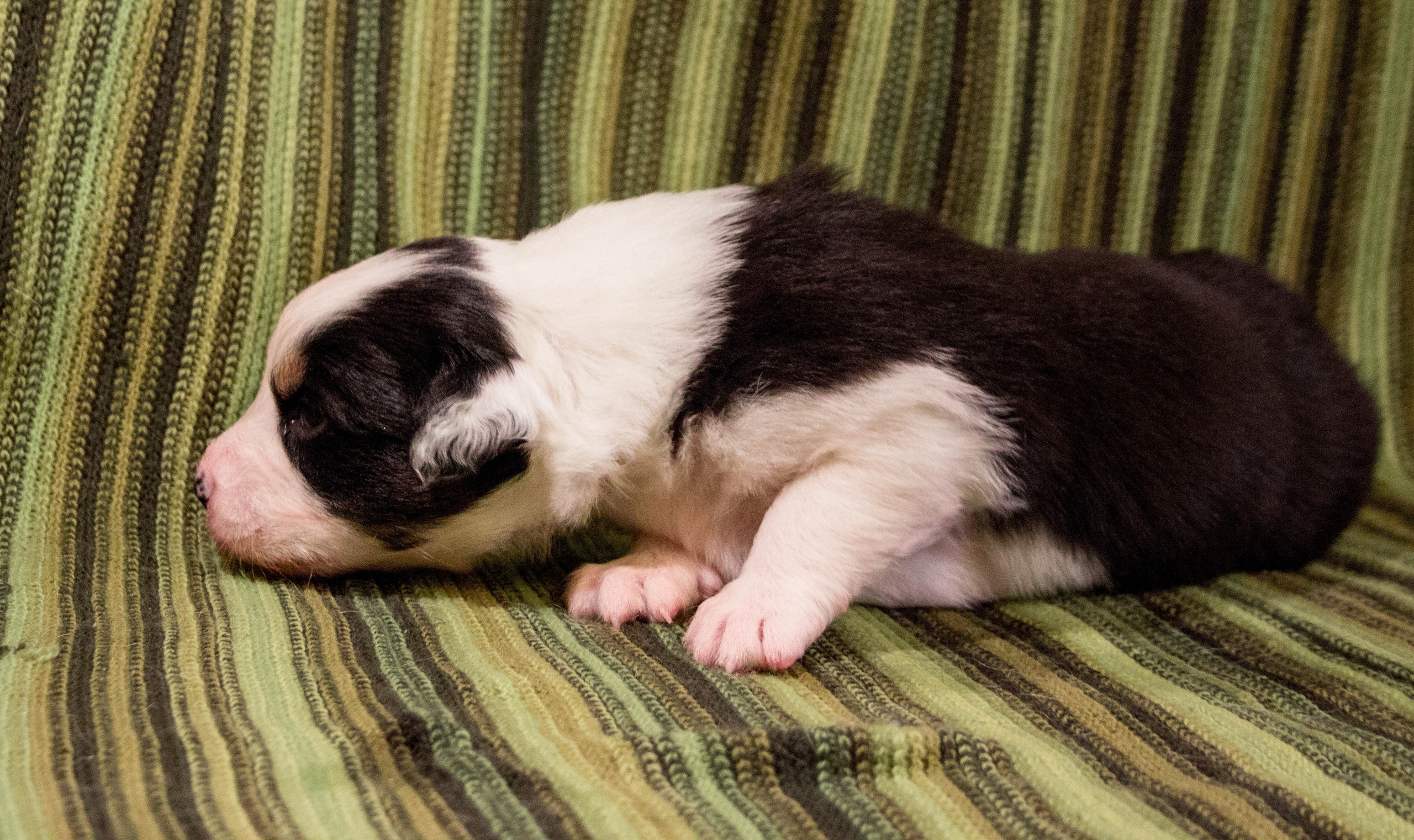 Синдра. BLGKV питомник собак