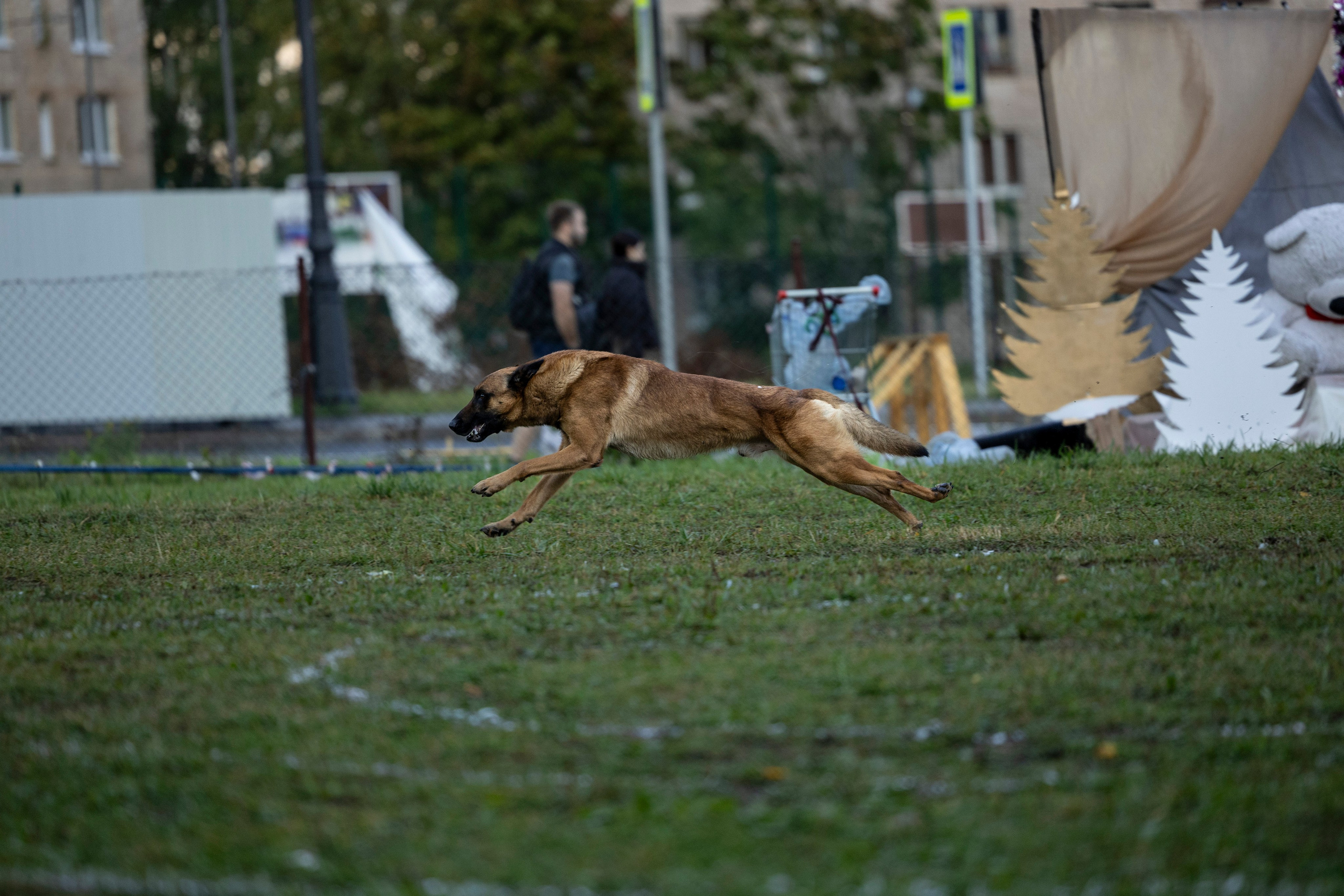 Испытания по Мондьорингу г. Пушкин. Фотограф-анималист Анна Маринич