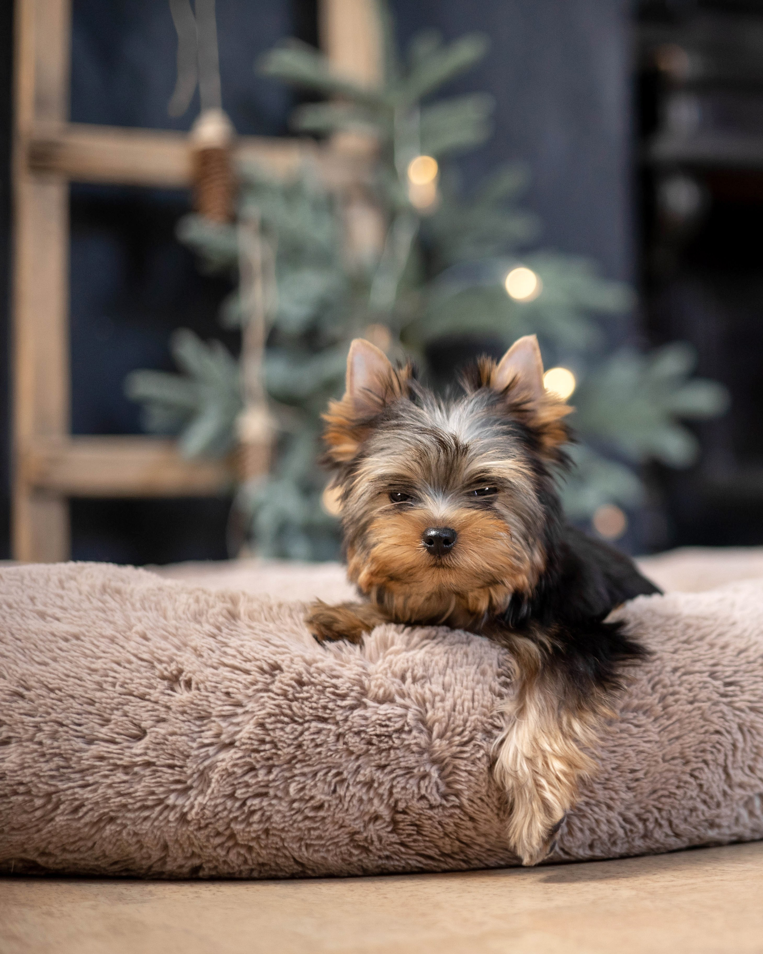 Йося. Главная