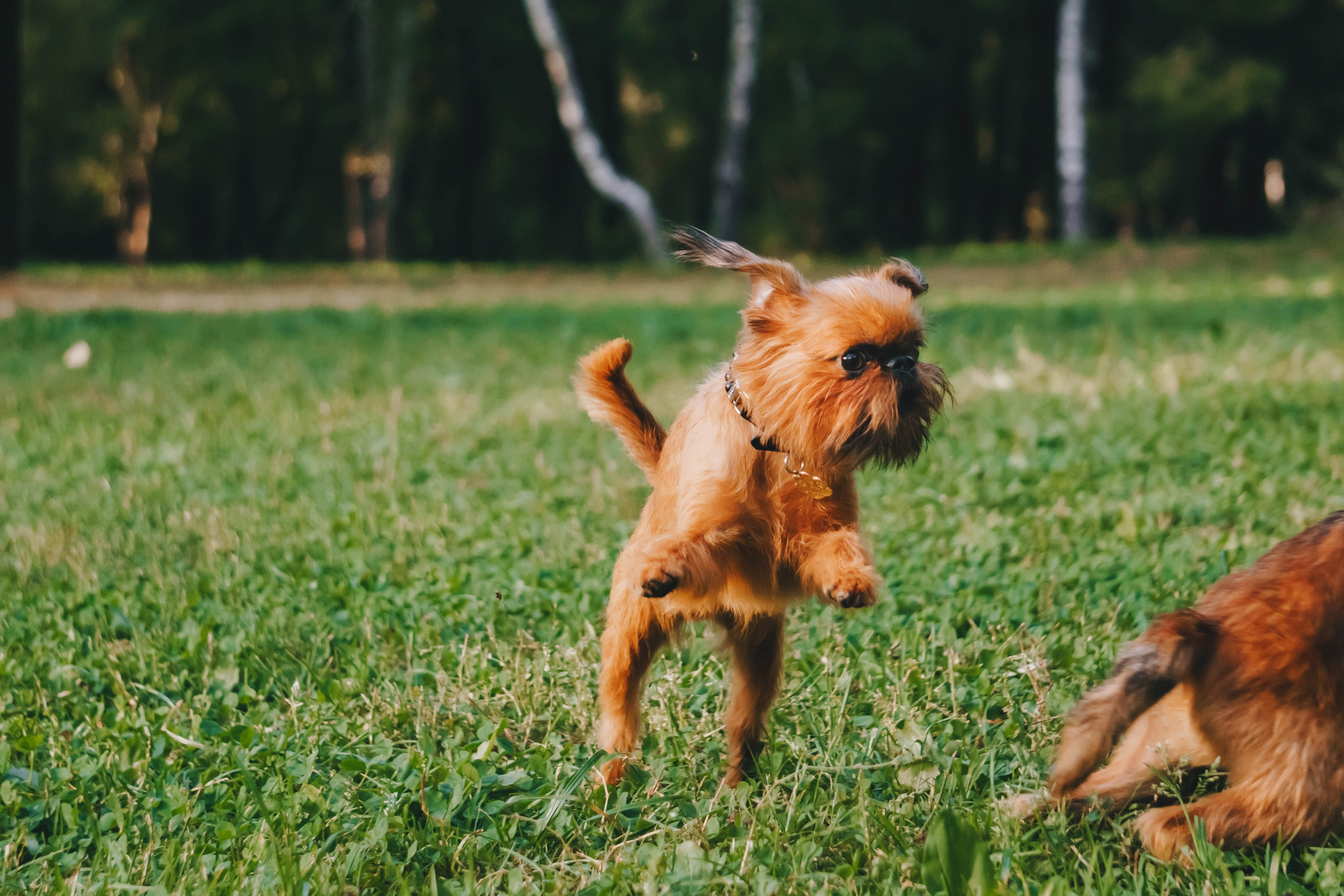 Мини-туса гриффоны и брабансоны. Фотограф-анималист Ксения Воробьева, Москва
