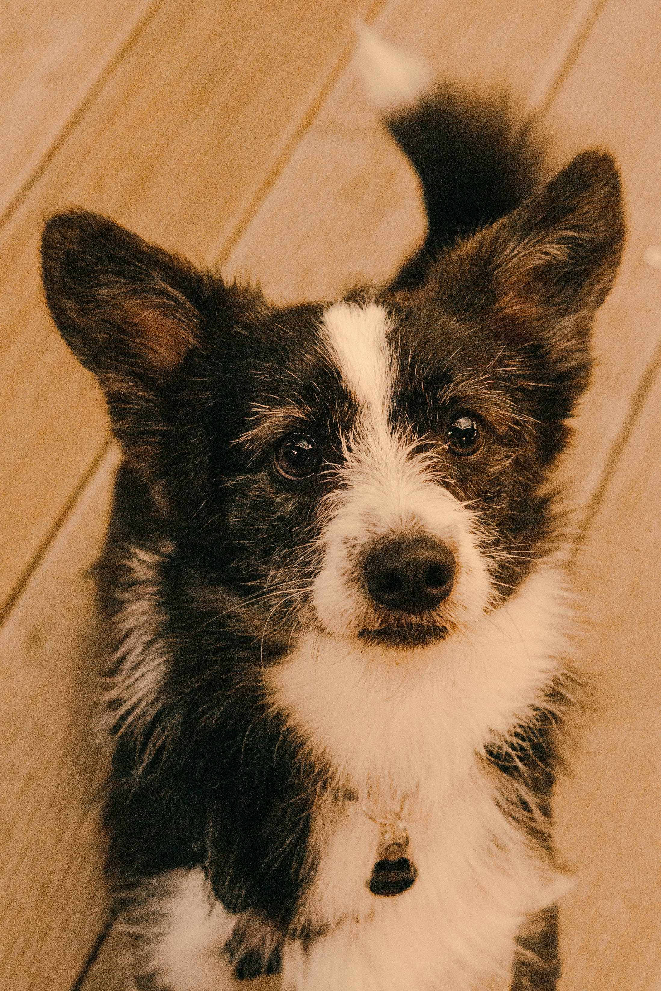 Даша и Тюбик. Фотограф-анималист Ксения Воробьева, Москва