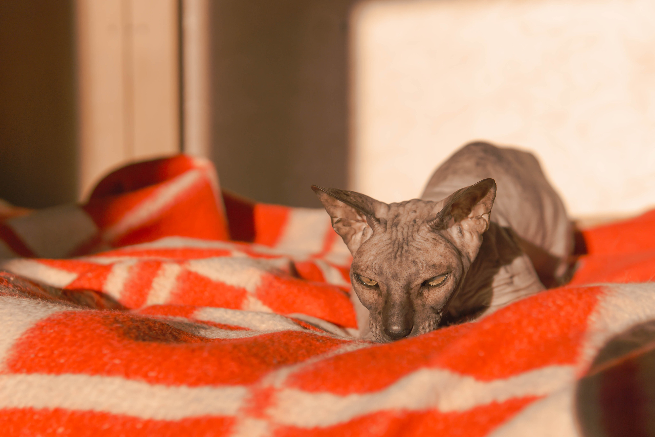 Бандит. Фотограф-анималист Ксения Воробьева, Москва