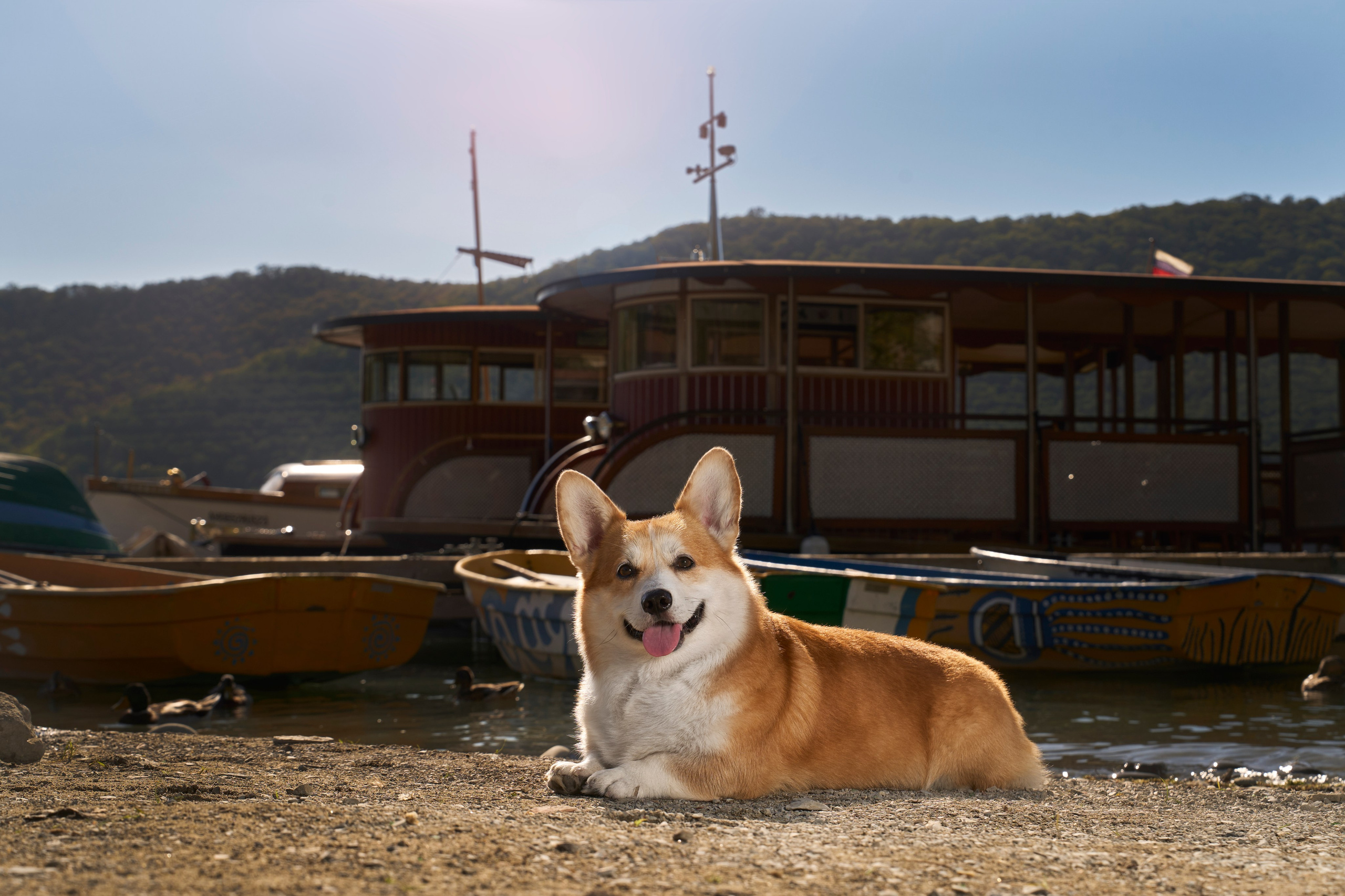 Животные отдельно